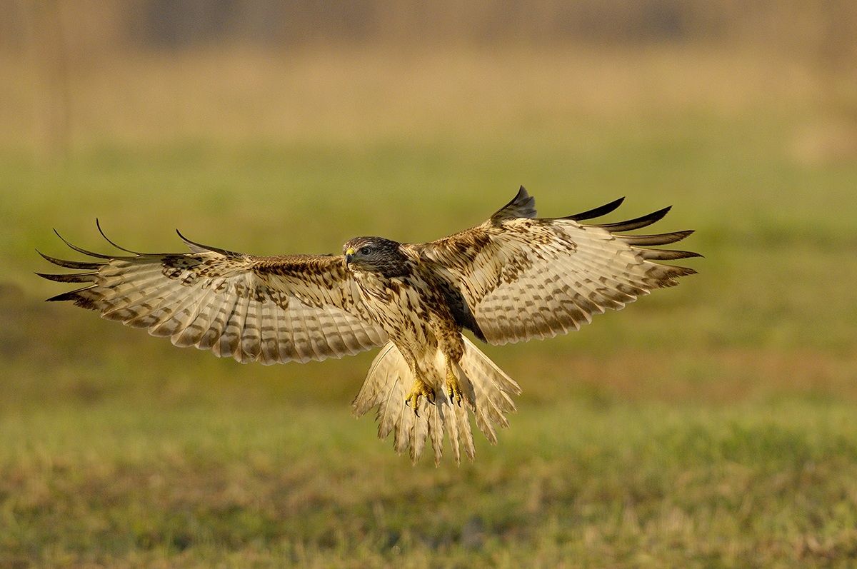 Buzzard