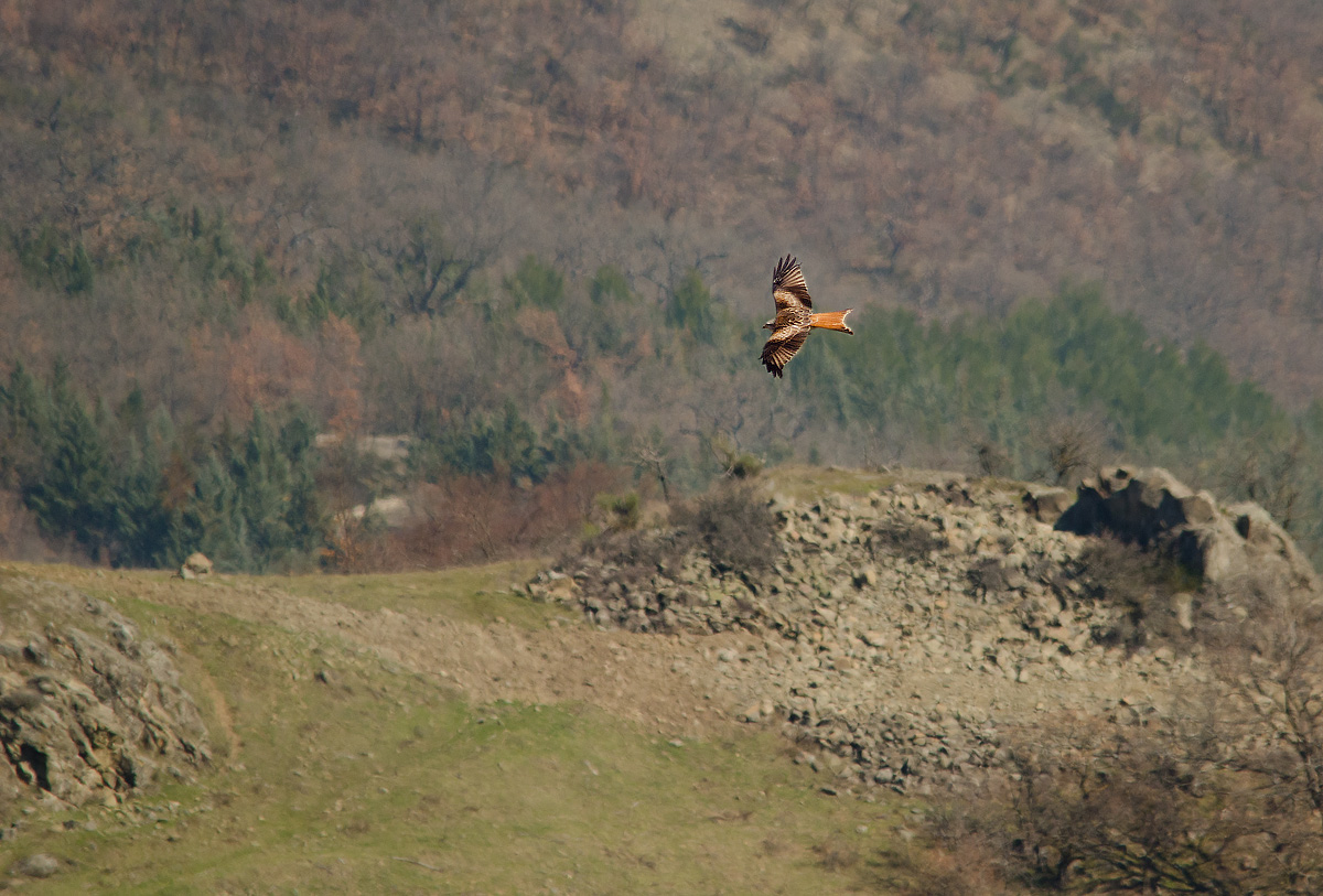 His hunting Majesty (Nibbio reale)