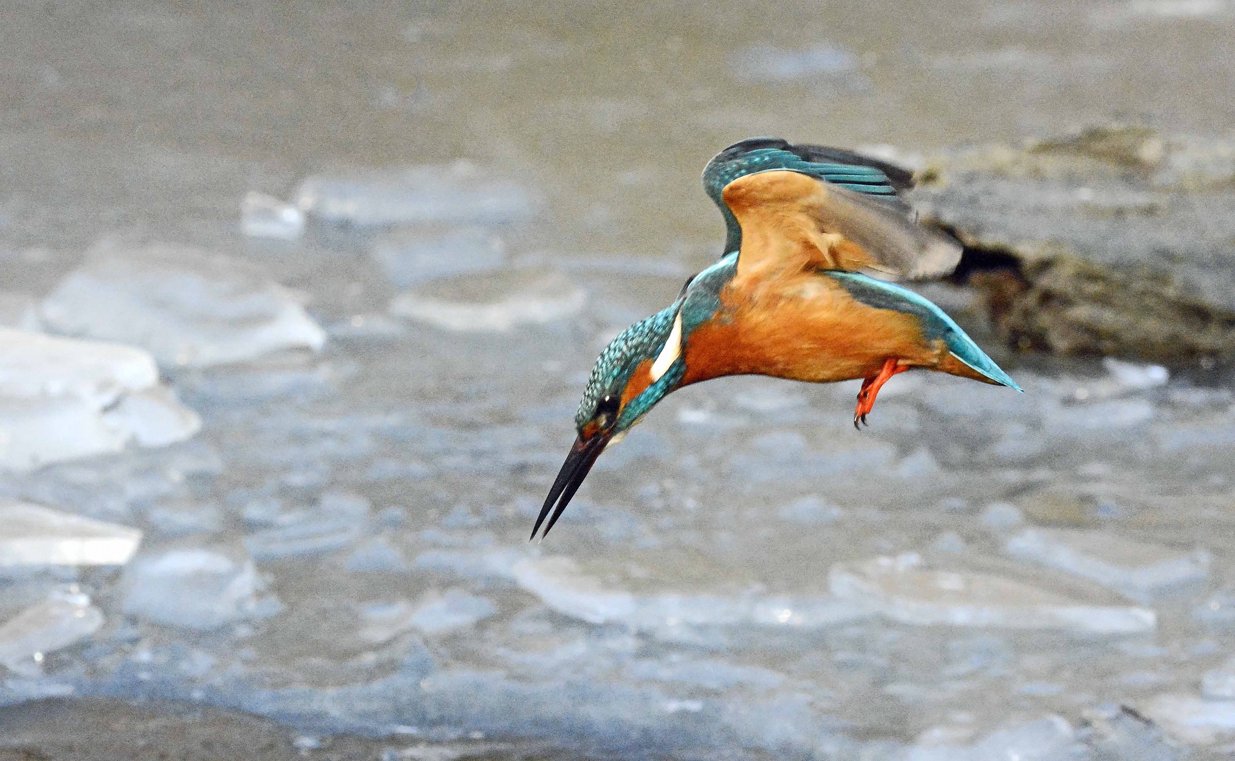 Kingfisher in Plunge