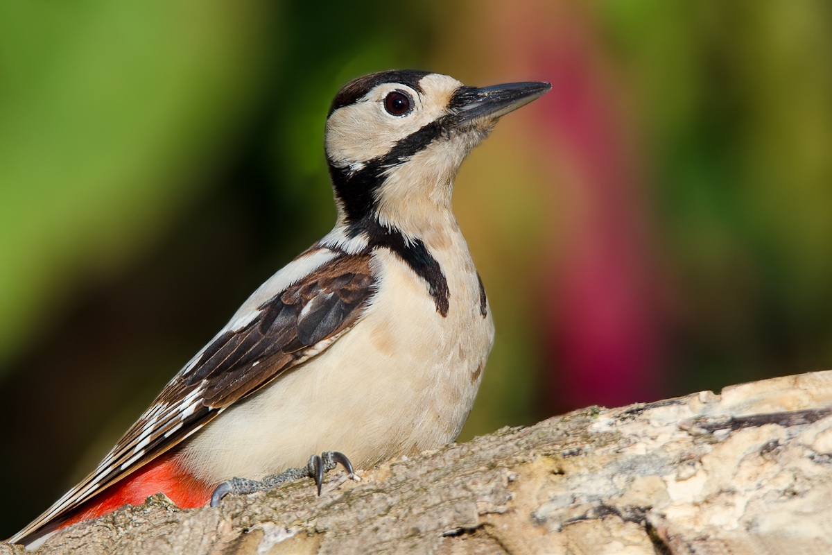 Picchio rosso maggiore