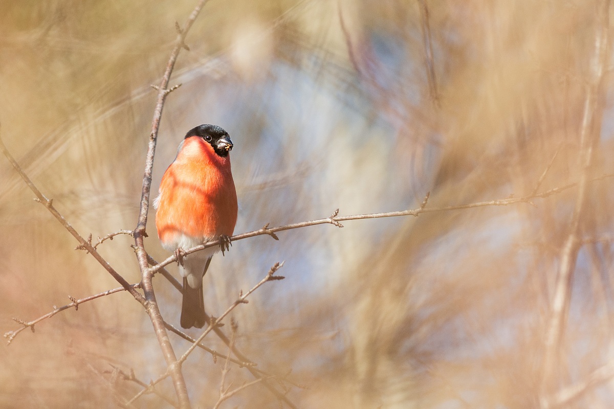 Bullfinch