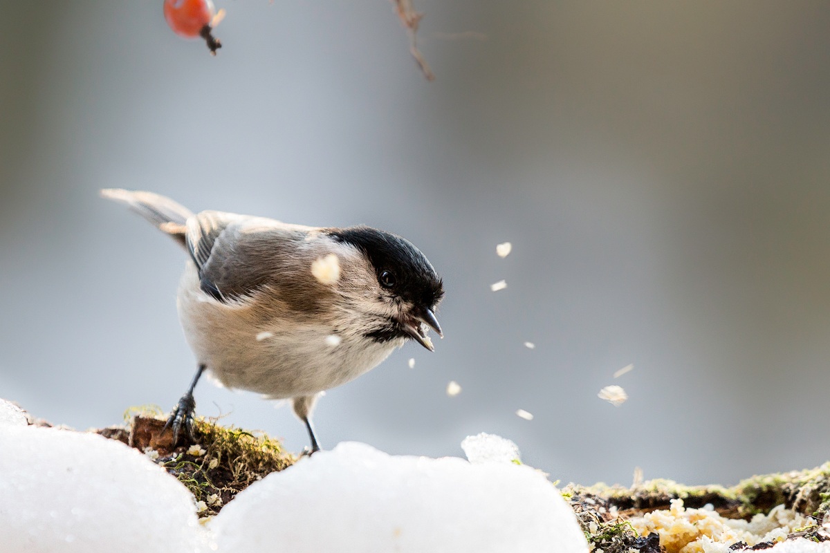 Tit ... in demolition!