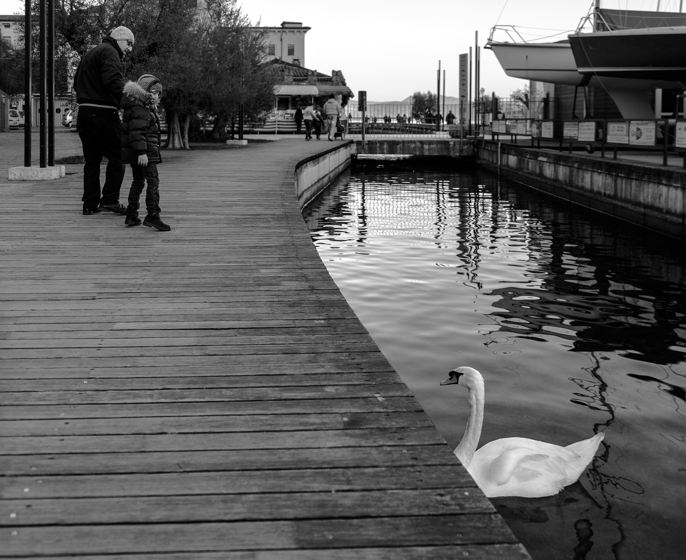 Brutti anatroccoli crescono