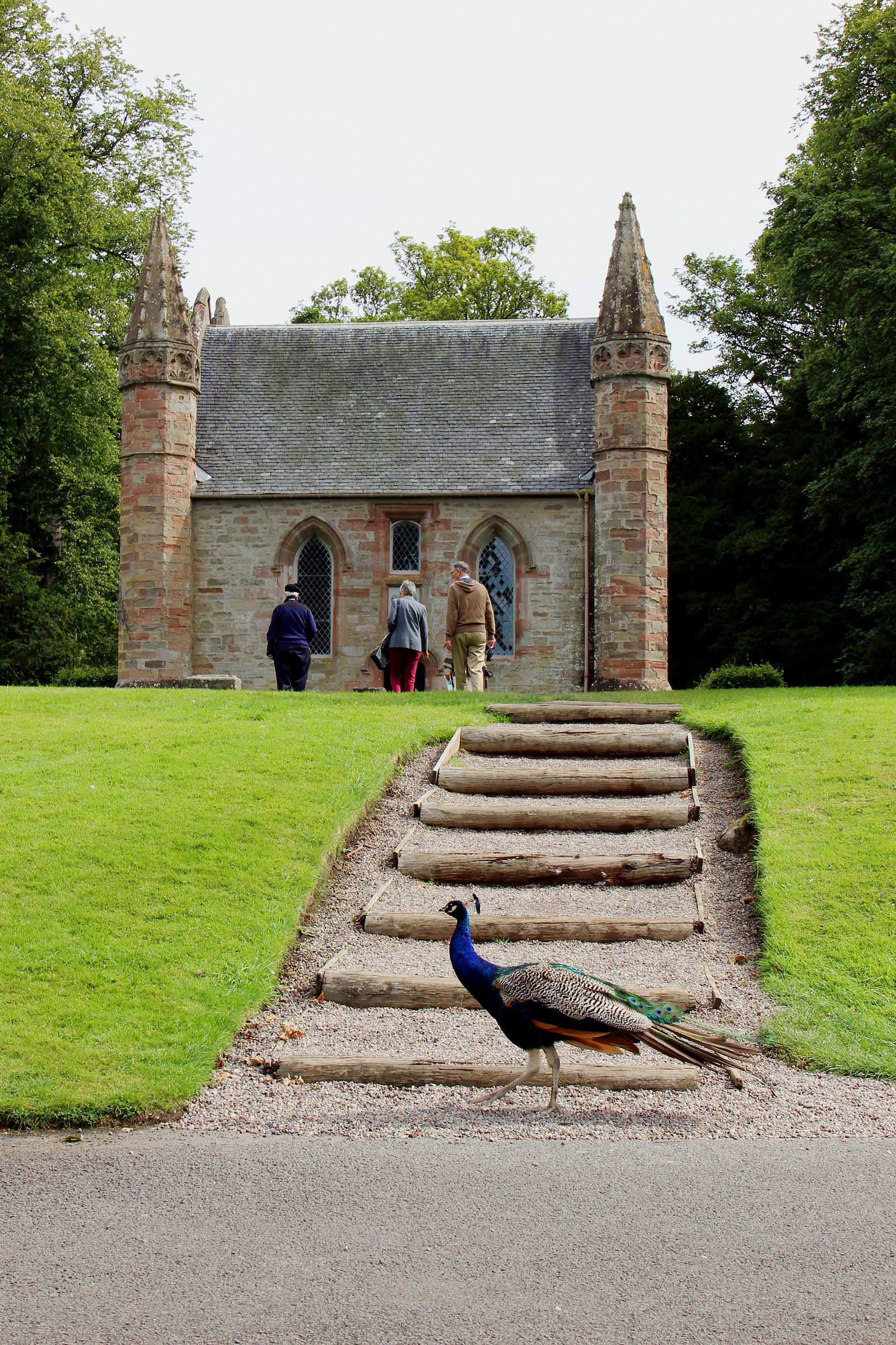 Peacock at Scone Palace