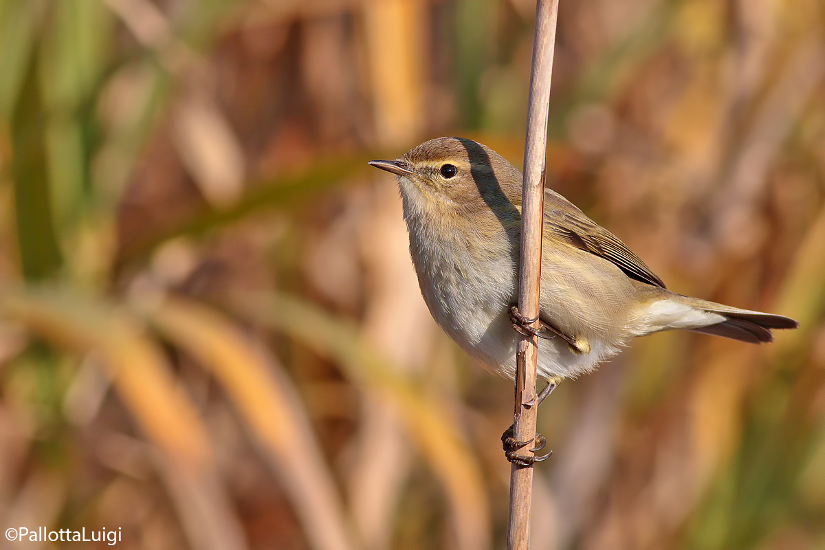 He small (Phylloscopus collybita)