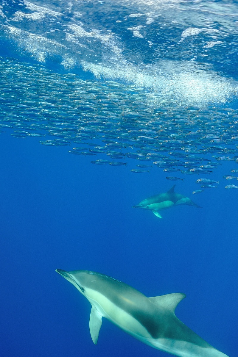 Delfini & Acciughe