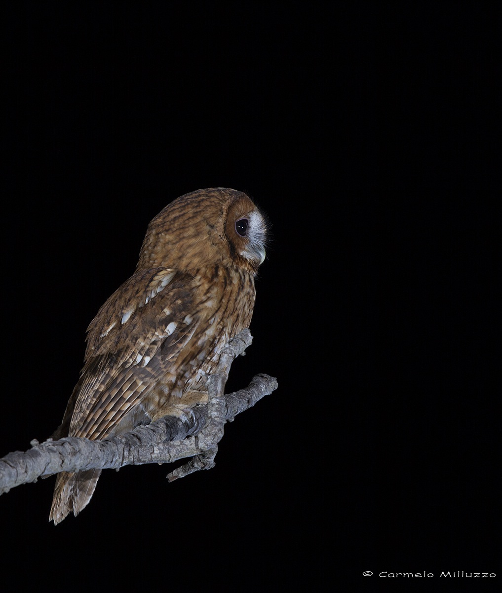 Allocco _Strix aluco_