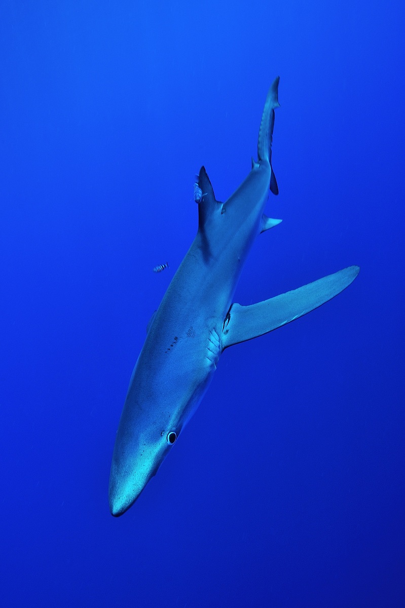 Blue Shark