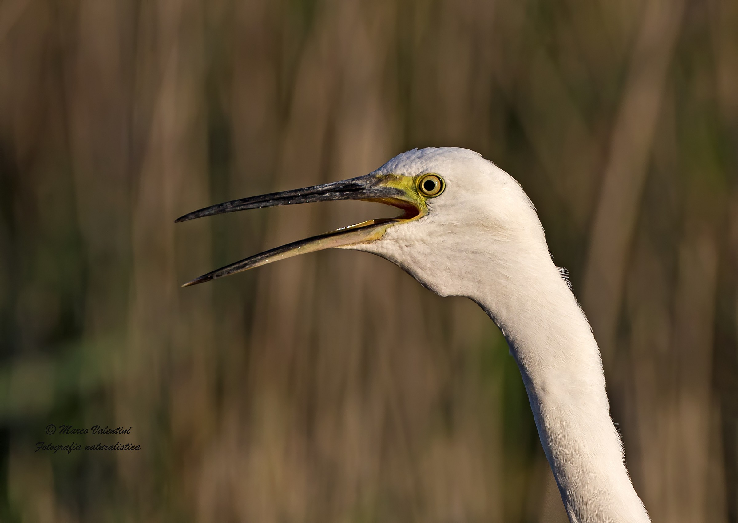 L'allarme della garzetta