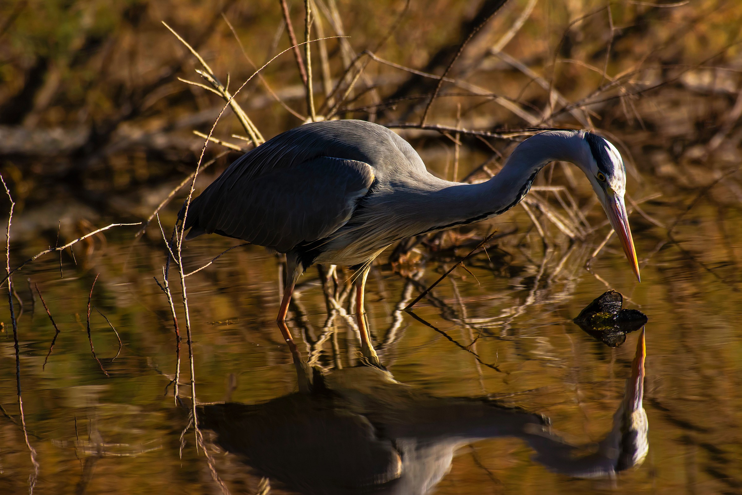 Grey Heron