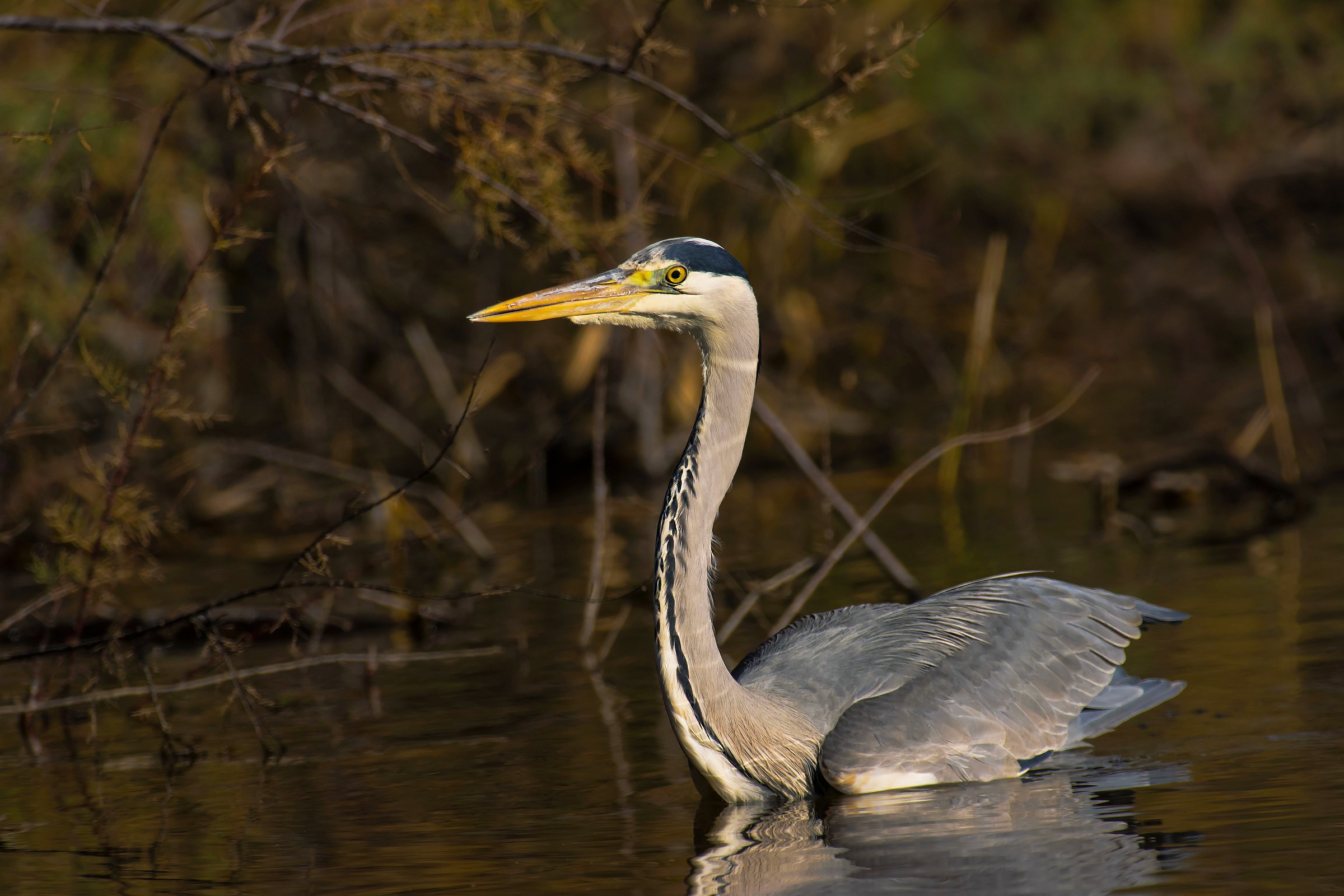 Grey Heron