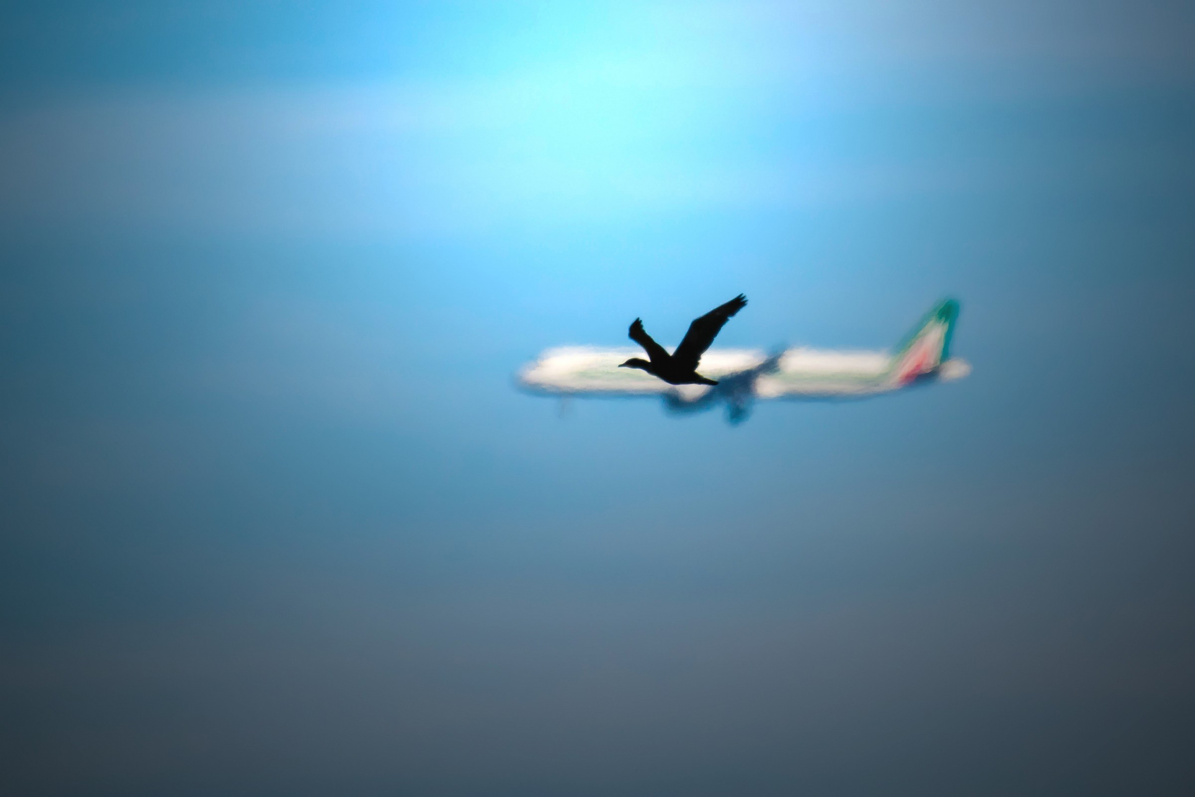 Cormorant Vs Alitalia