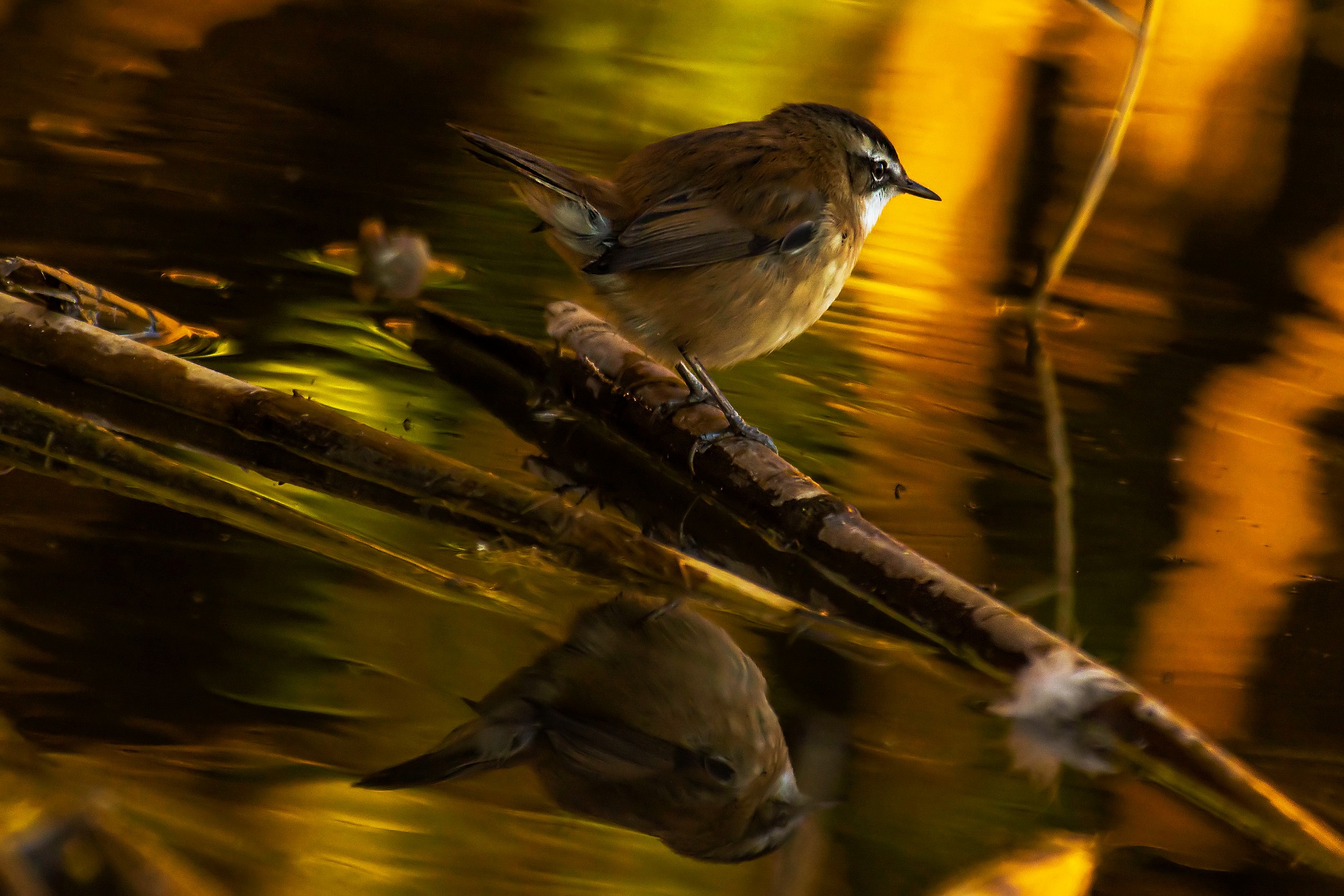 Reflections in the shadows