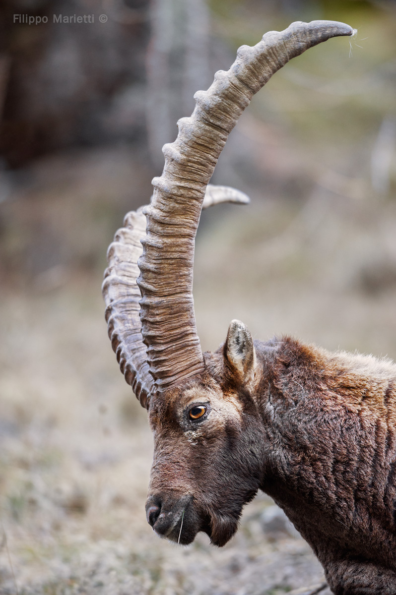 Ibex