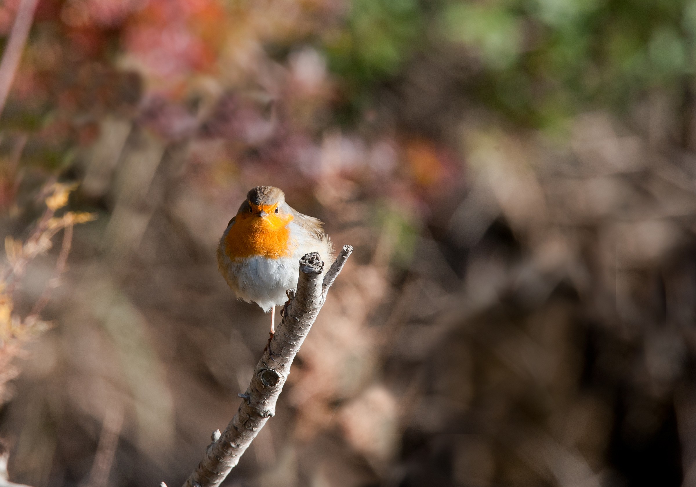 Pettirosso (Erithacus rubecula)