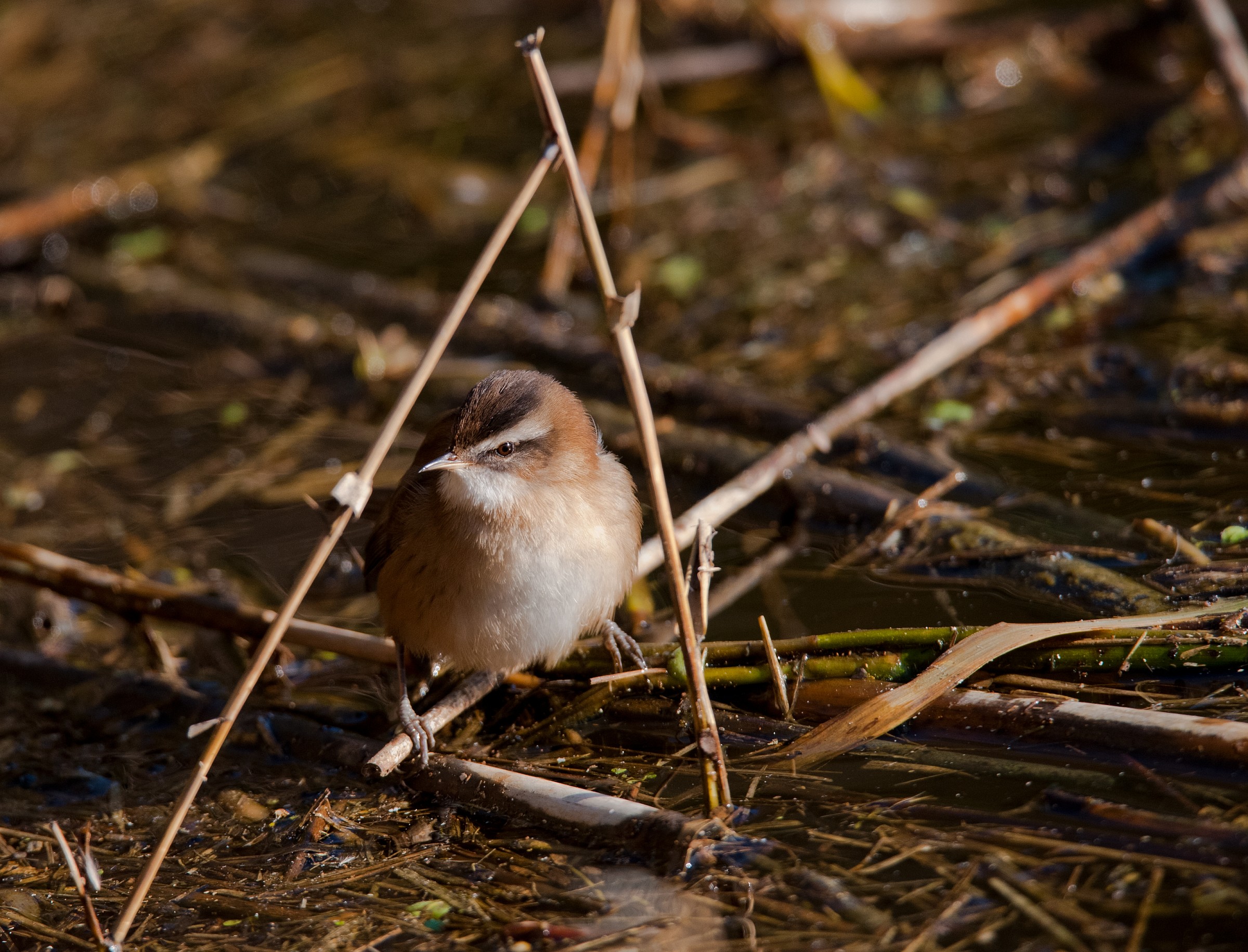 Forapaglie castagnolo (Acrocephalus melanopogon)
