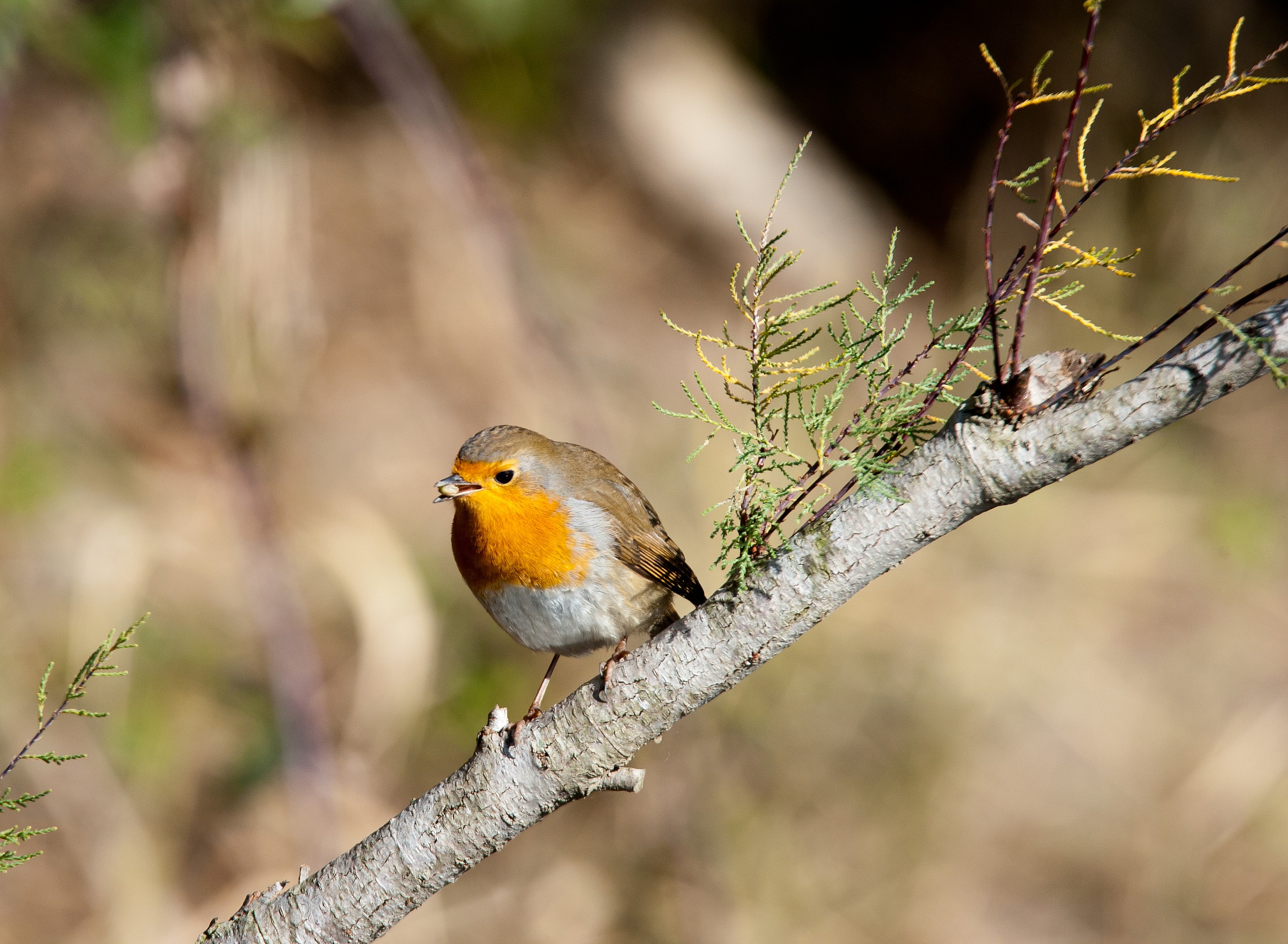 Pettirosso (Erithacus rubecula)
