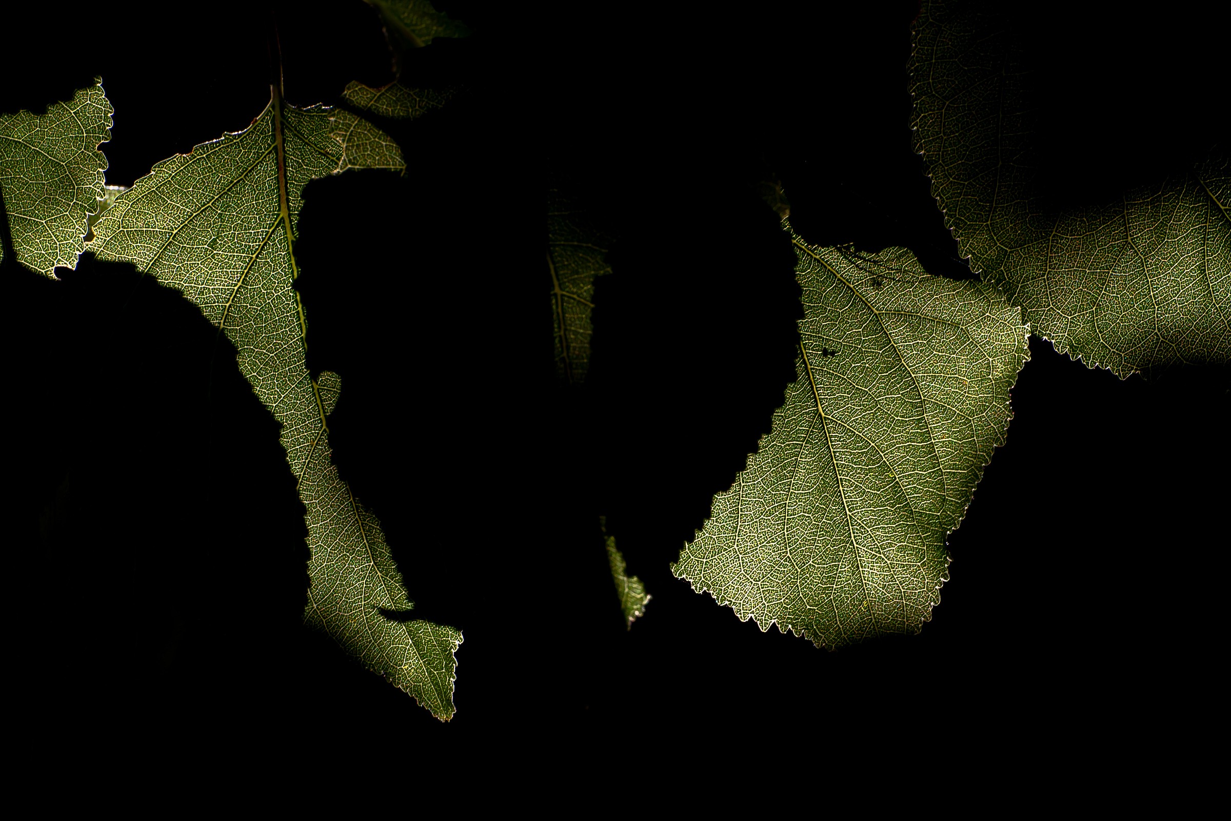 Foglie di Morte Apparente