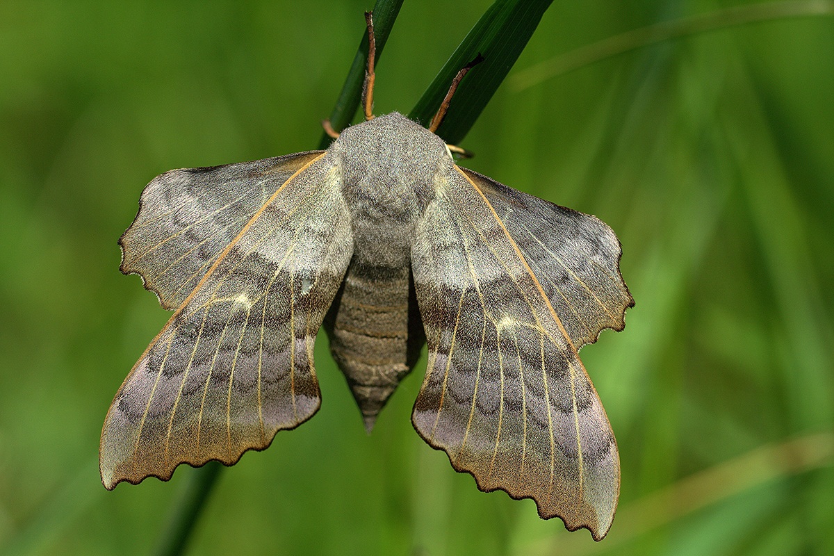 Li? Aj Topolov (Laothoe populi)