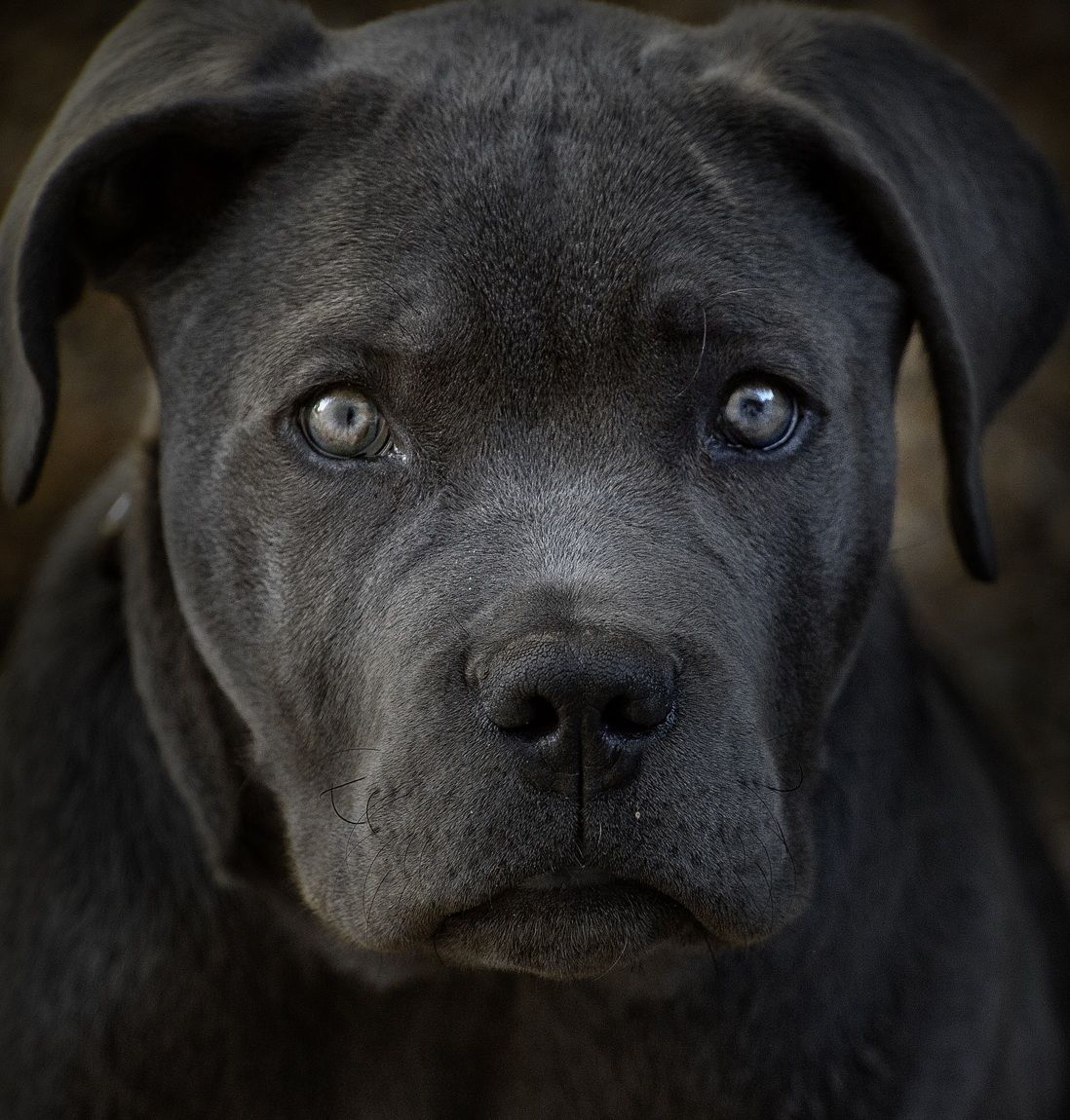 La coscienza di zeno