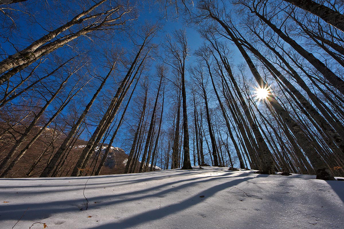 Grattacieli di legno
