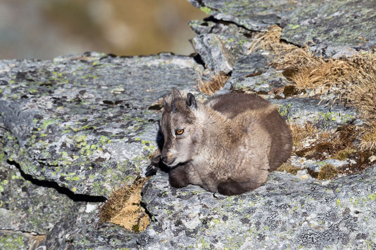 Il riposo del piccolo capretto di stambecco...
