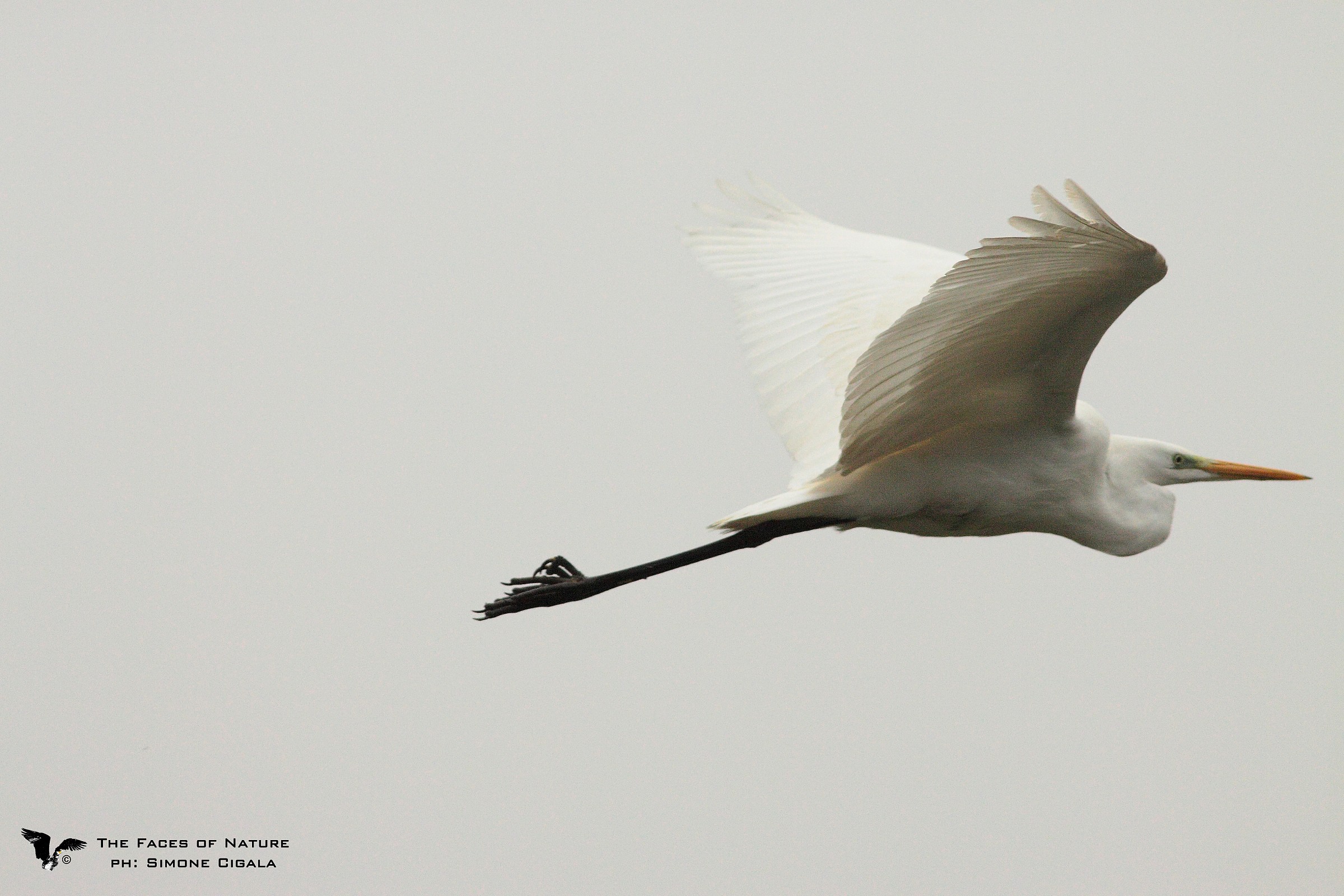 Face to face with the white heron