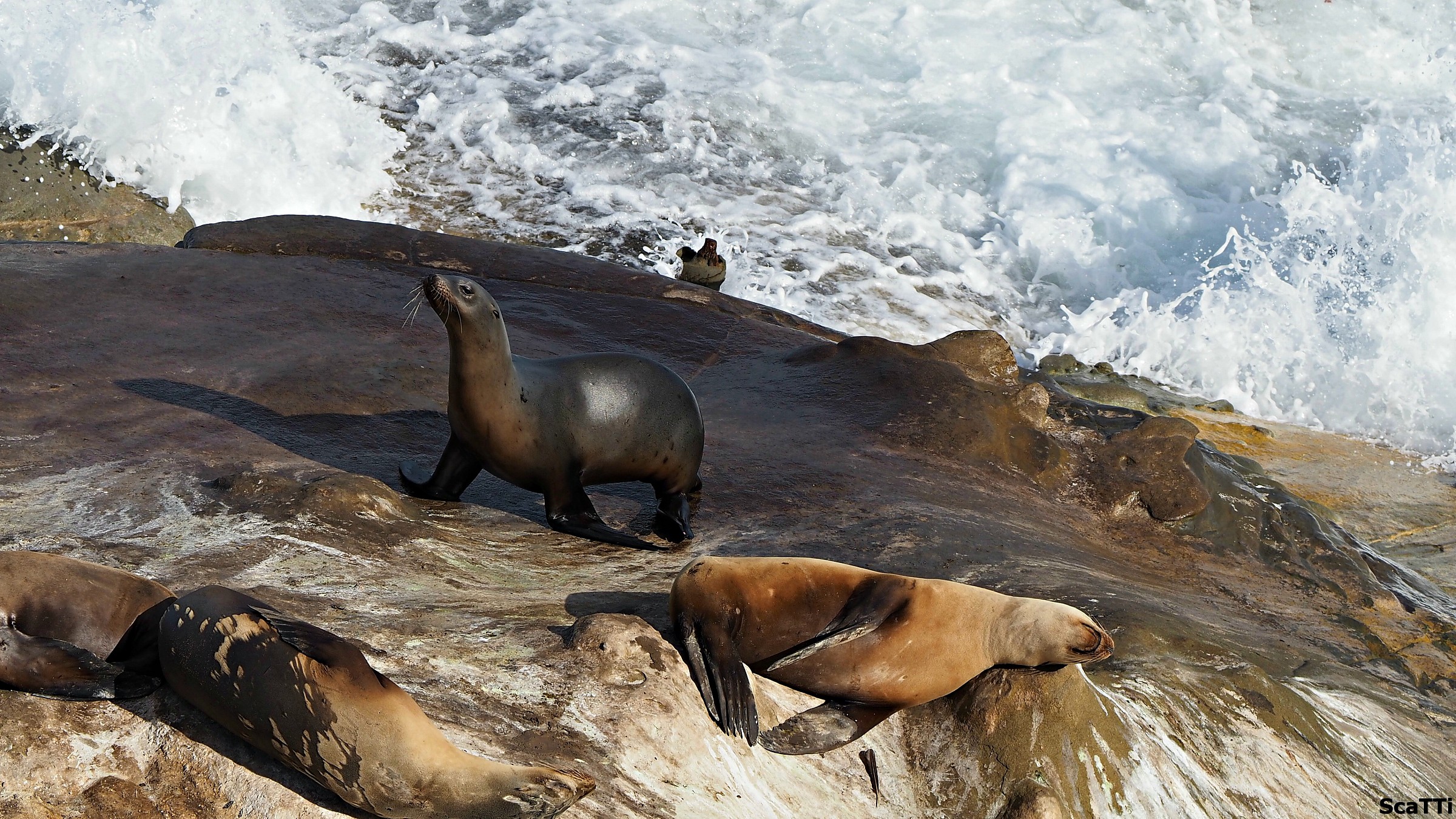 La Jolla - San Diego