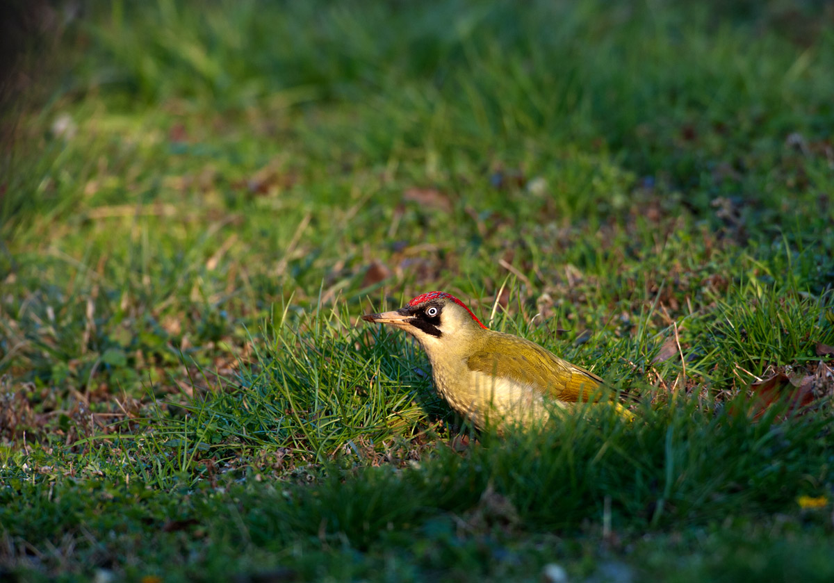 Il Picchio verde (Picus viridis)