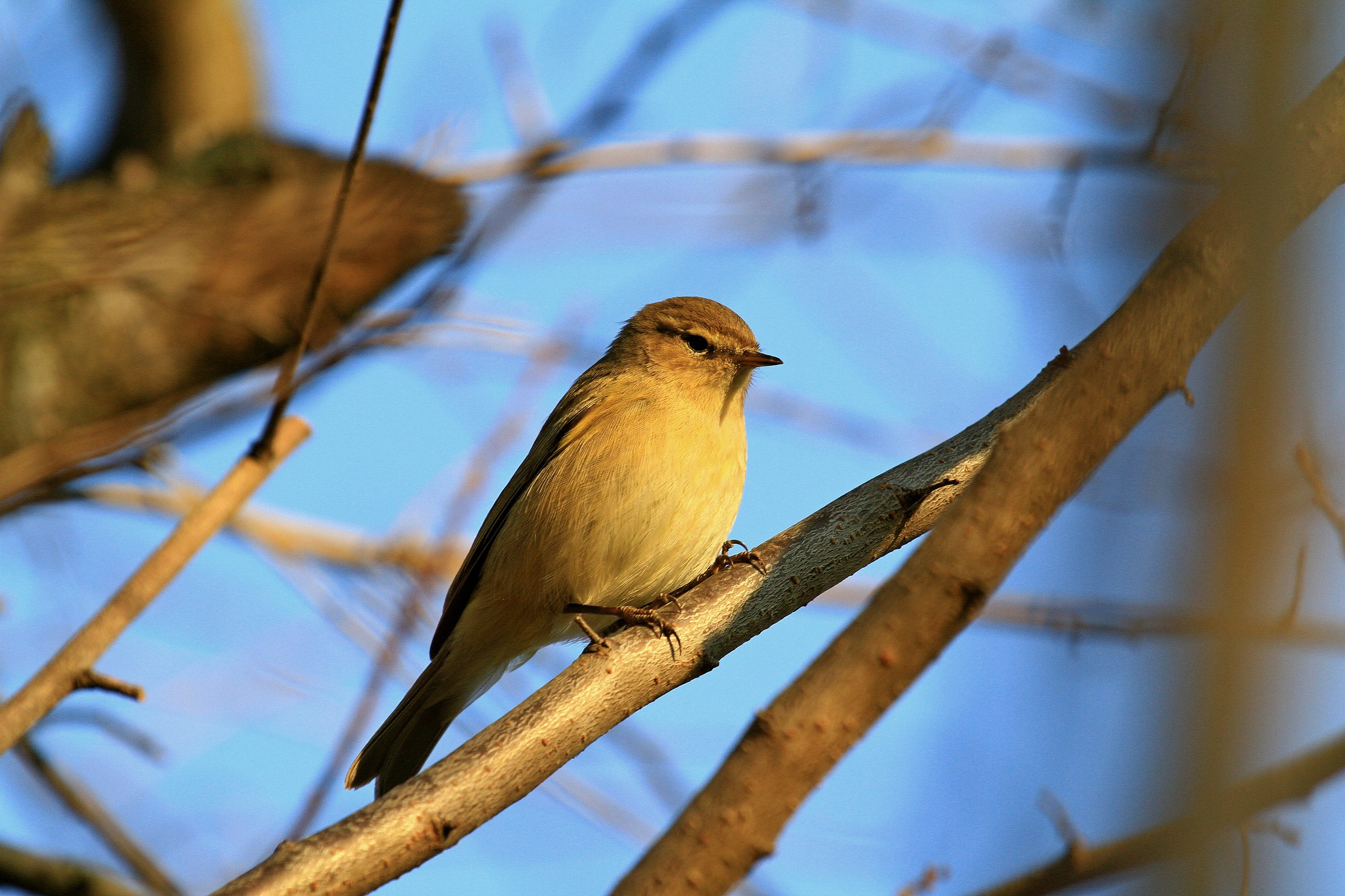 frequentatore del mio giardino