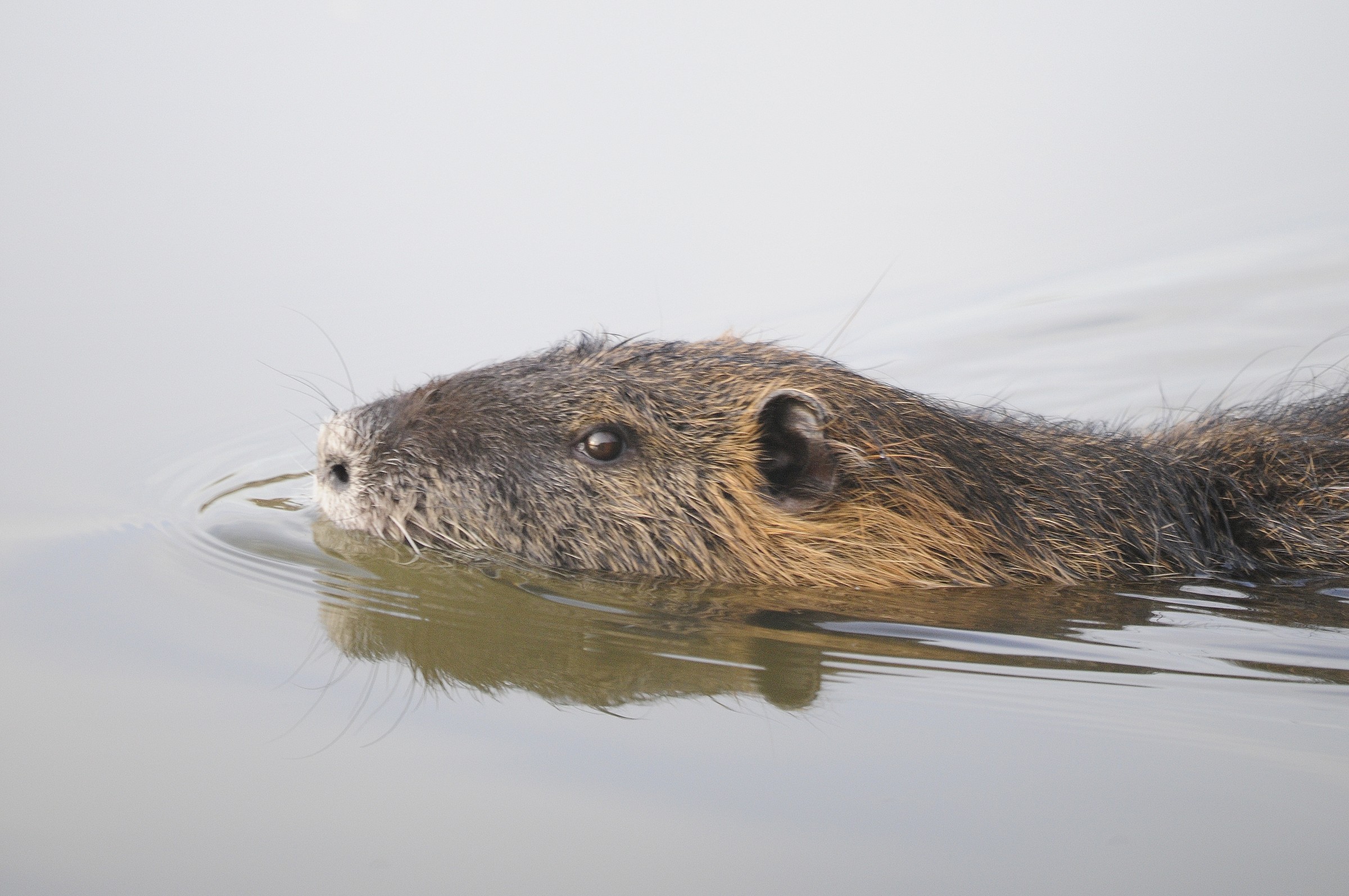 Nutria