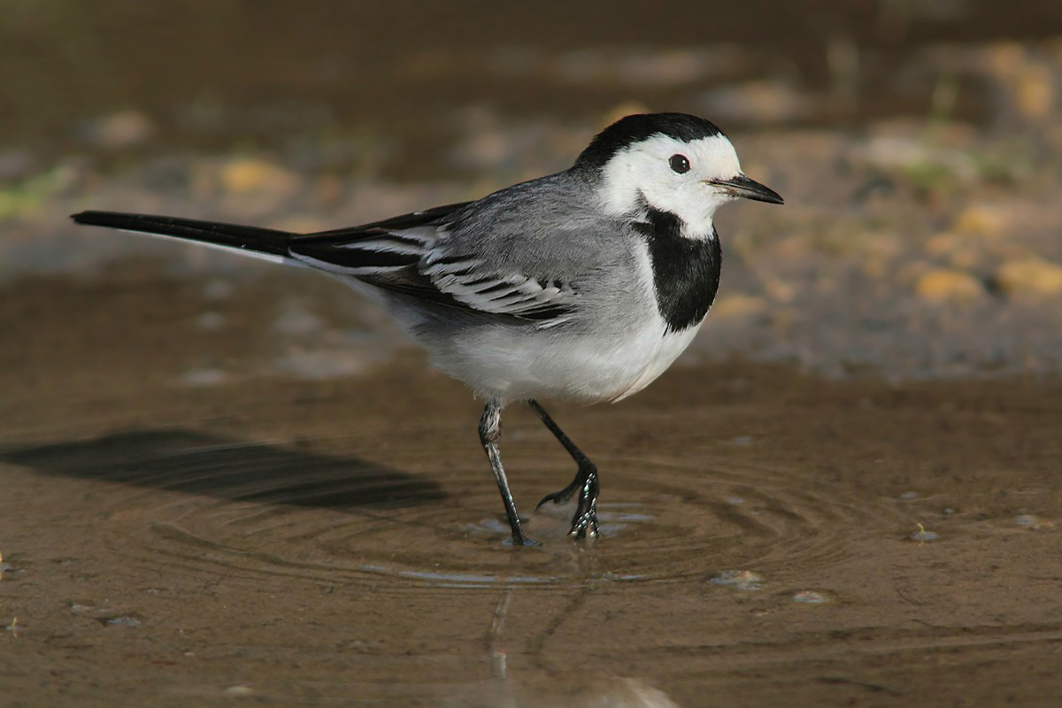 My first white wagtail