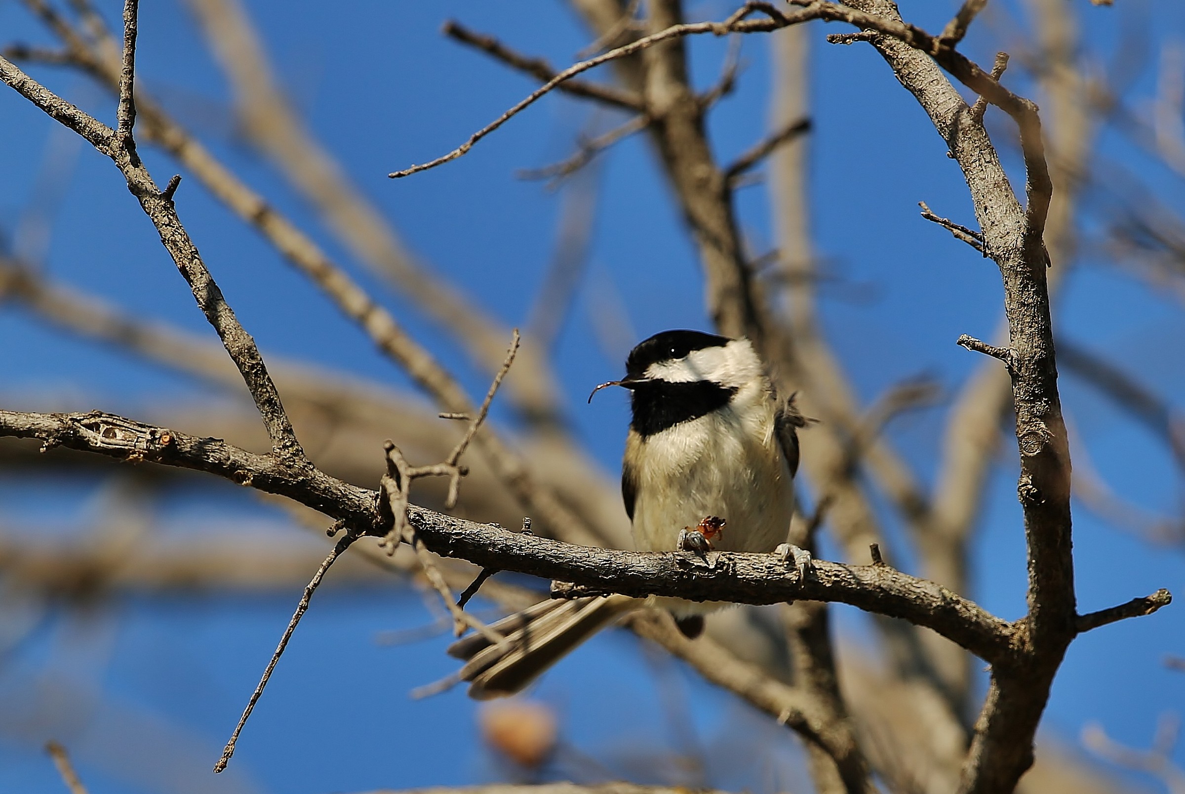 Coal Tit