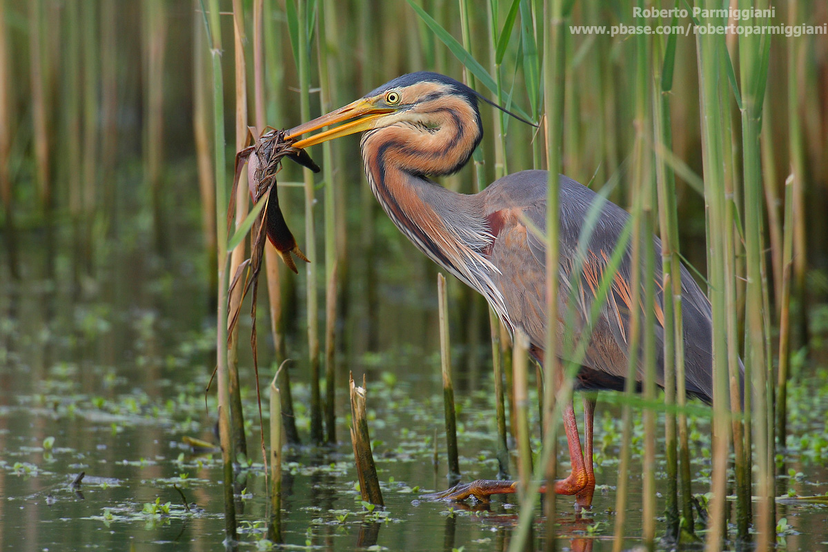 Airone rosso con preda