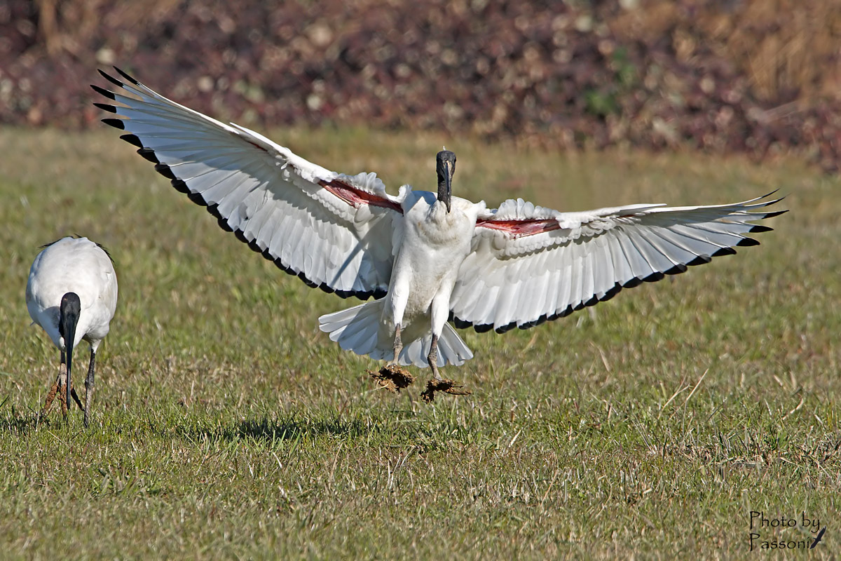 Ibis che più sacro non si può!