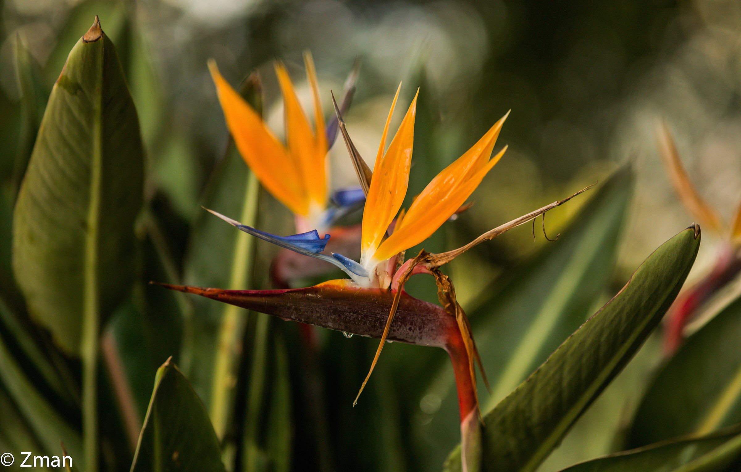 Bird Of Paradise a tutti i miei amici