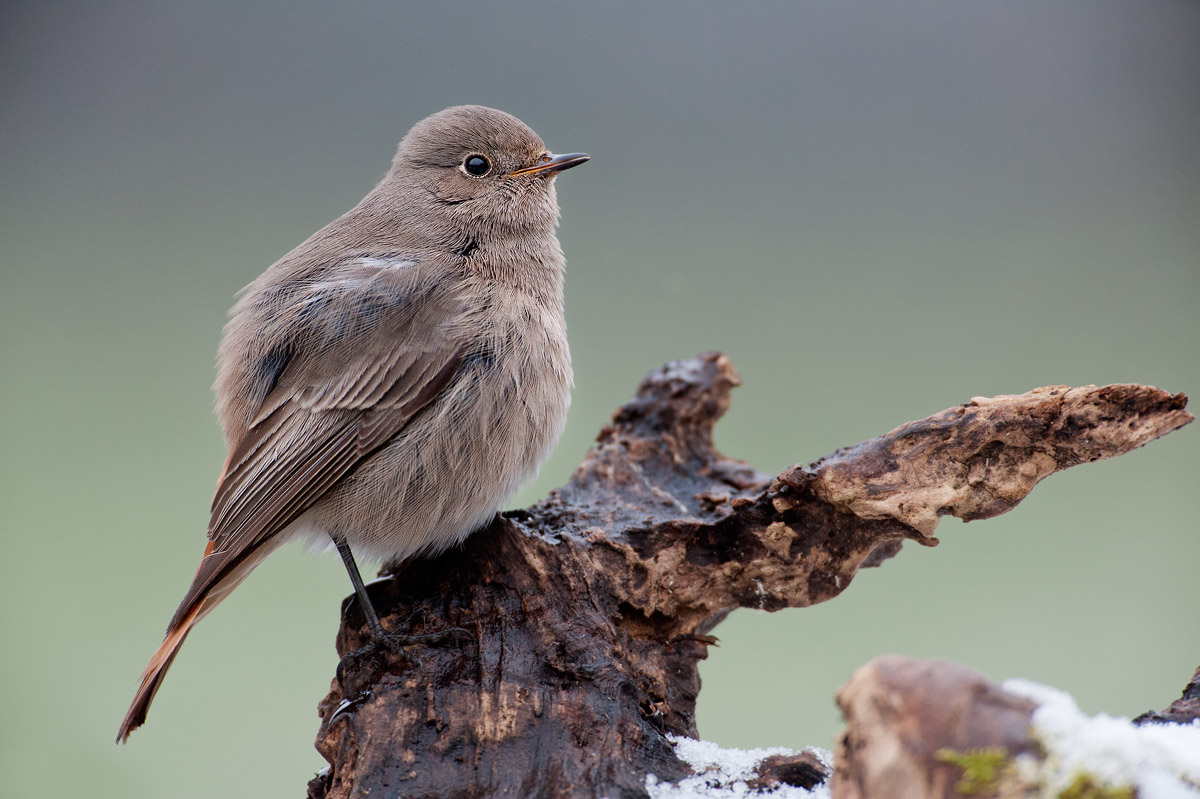 Phoenicurus ochruros (codirosso spazzacamino)