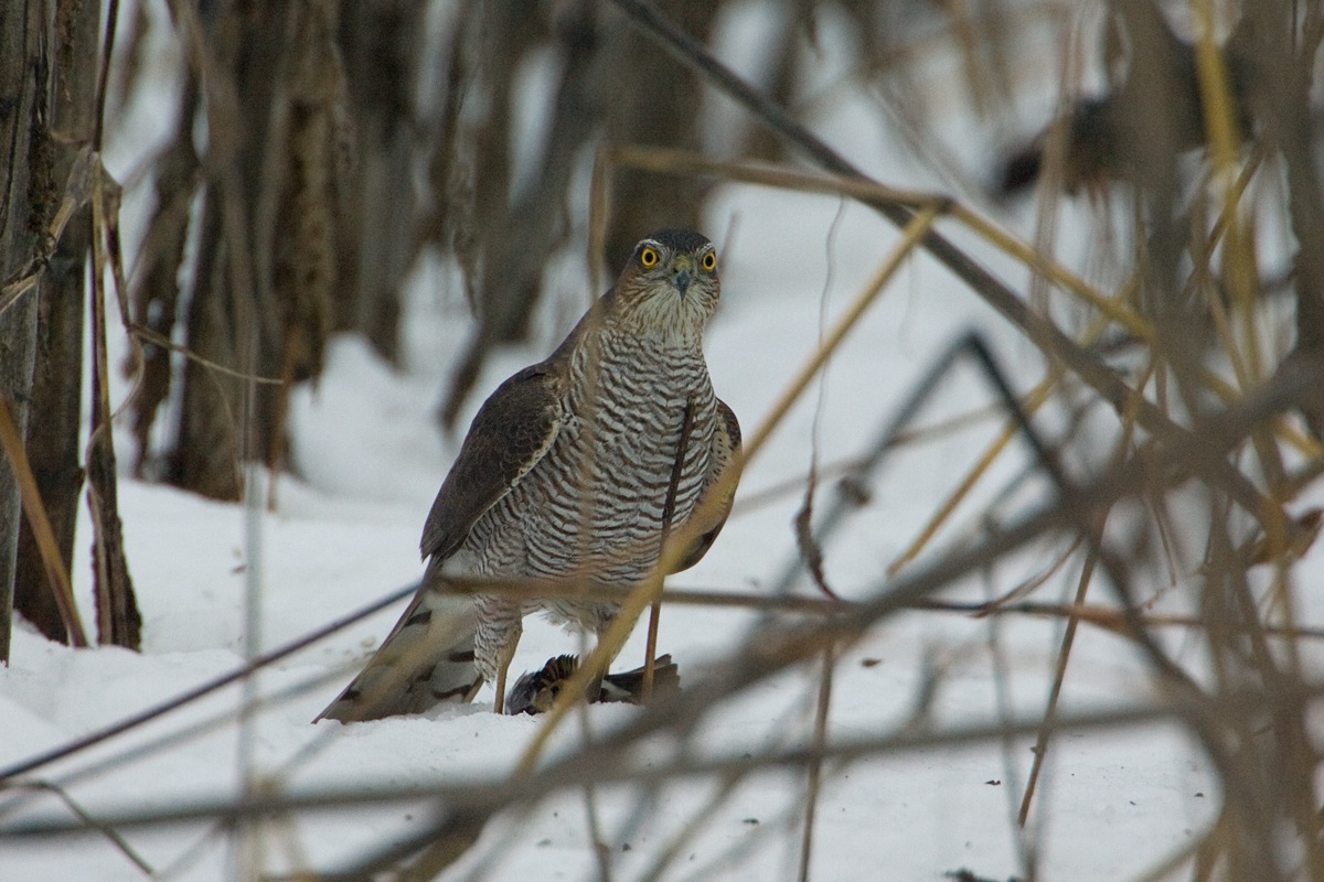 Sparrowhawk