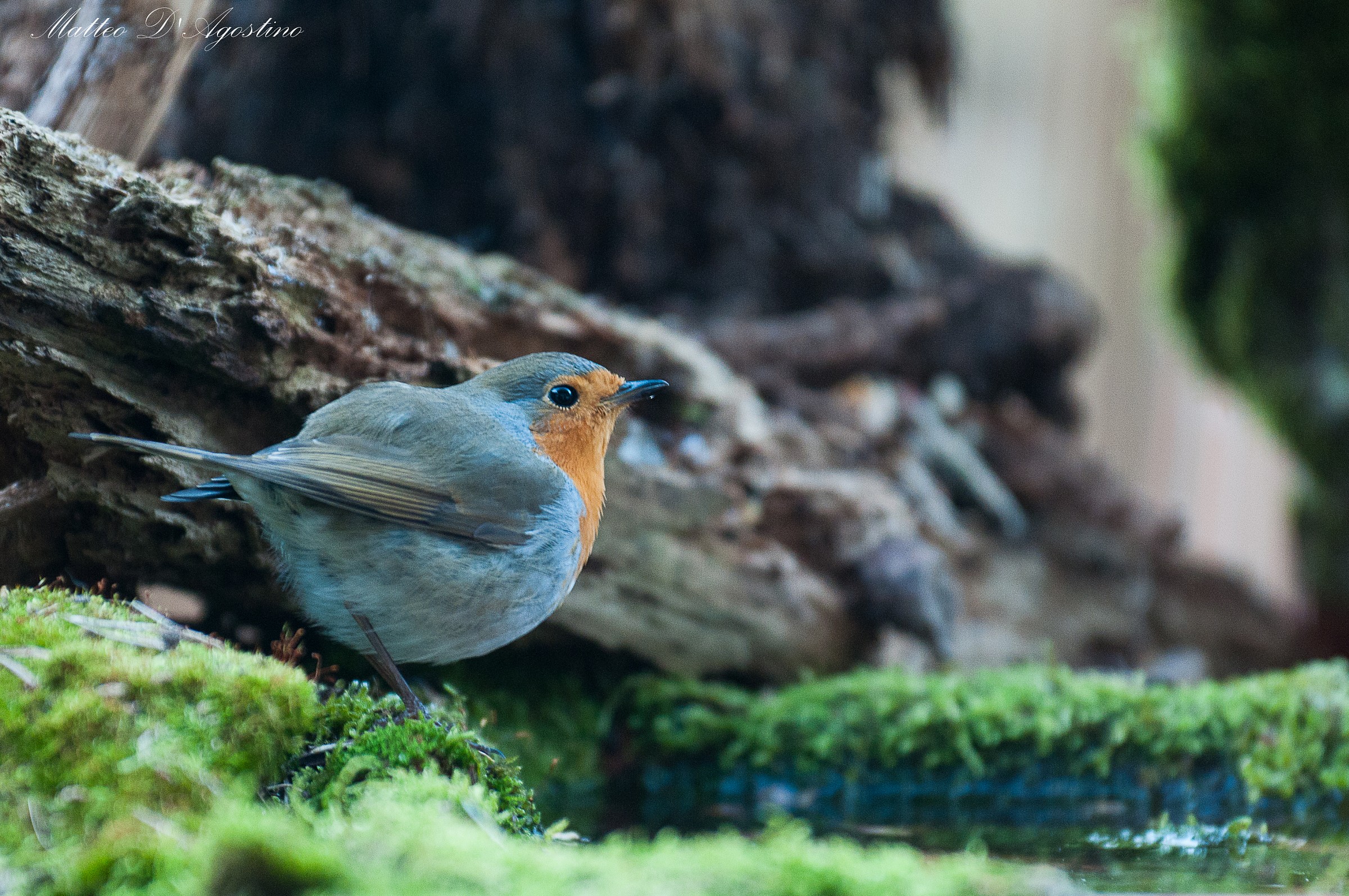 Robin