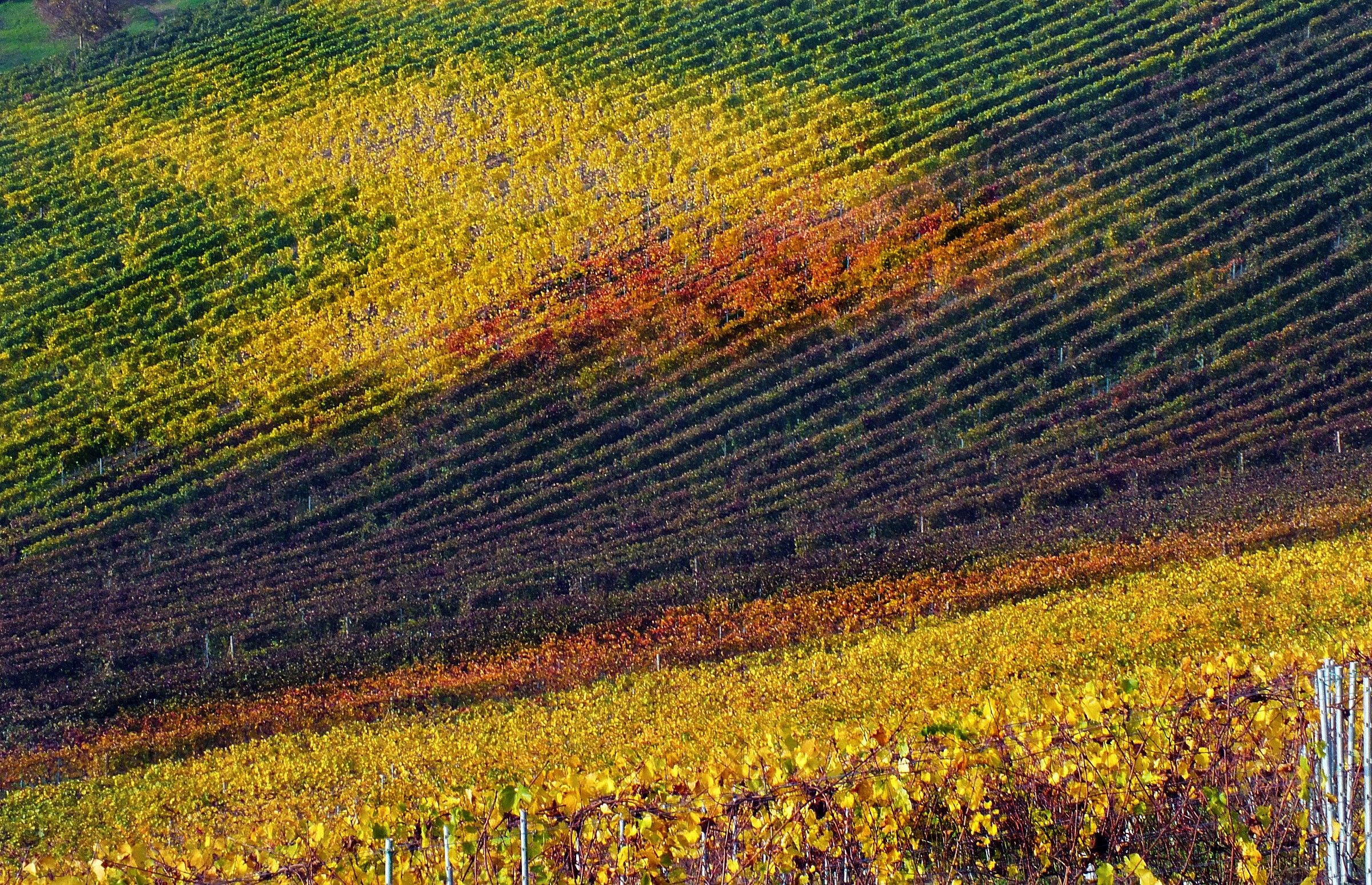 Vineyards in autumn