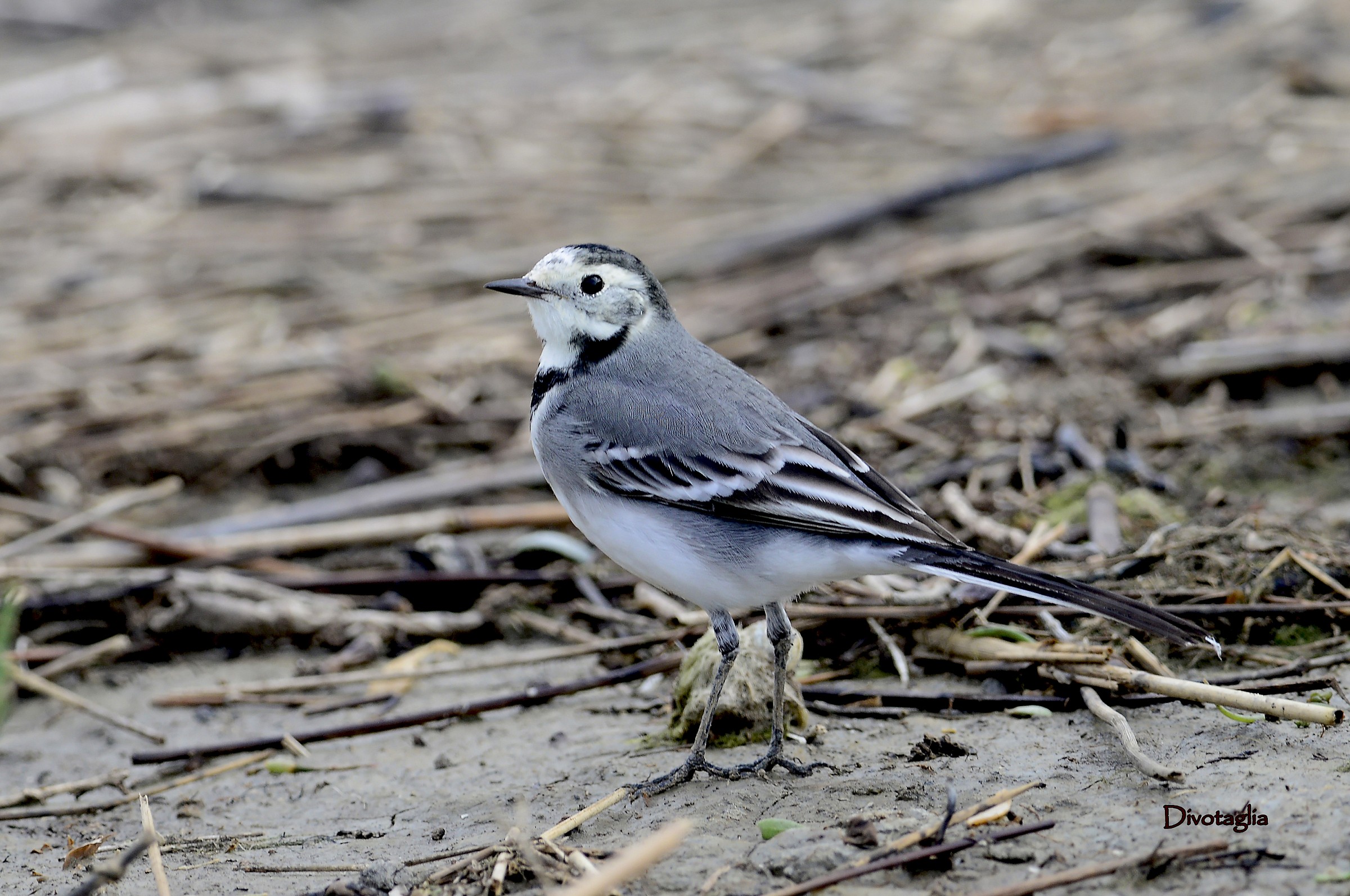 White Wagtail (Motacilla alba)