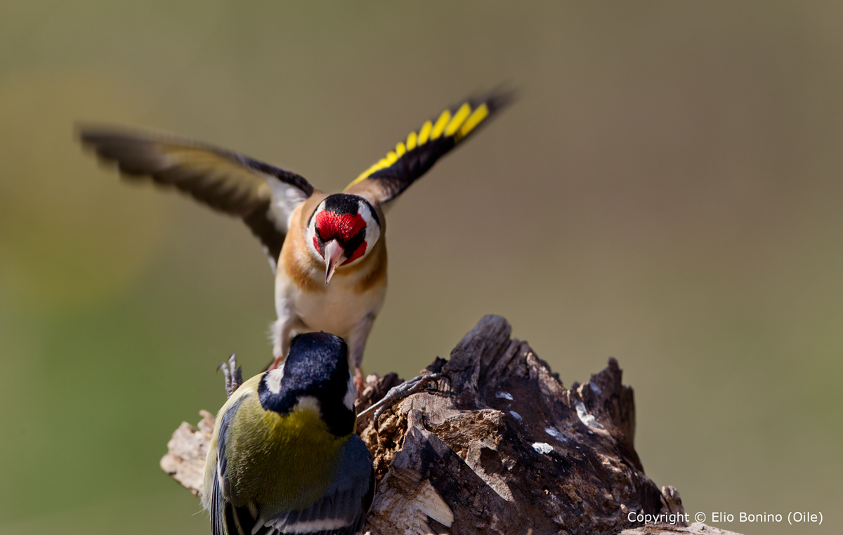 Goldfinch (Carduelis carduelis)