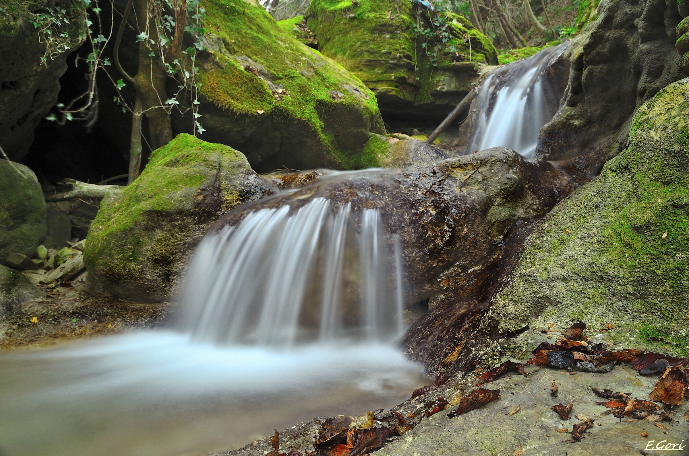 streams in the forests of Prato