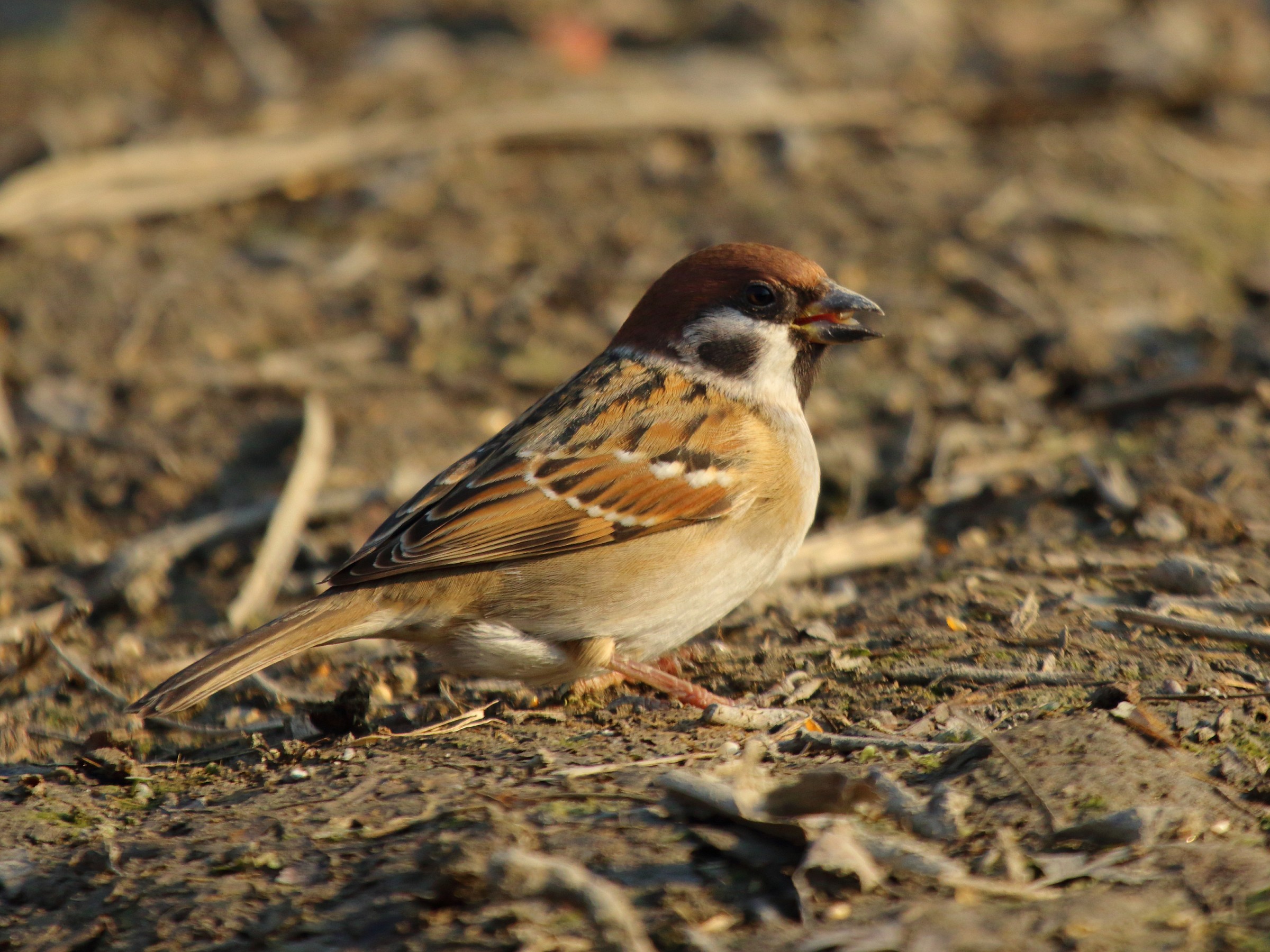 sparrow mattugio