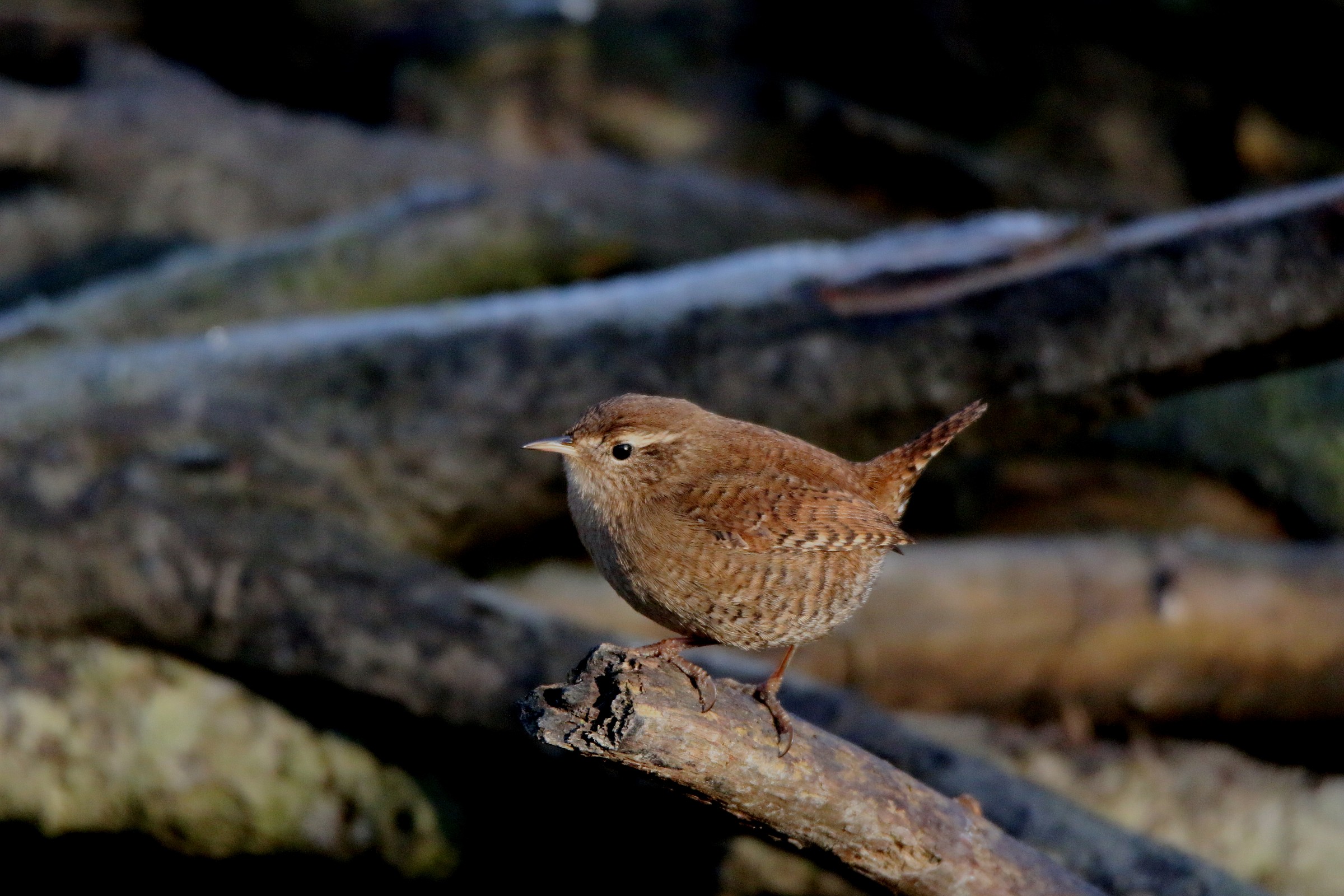 wren
