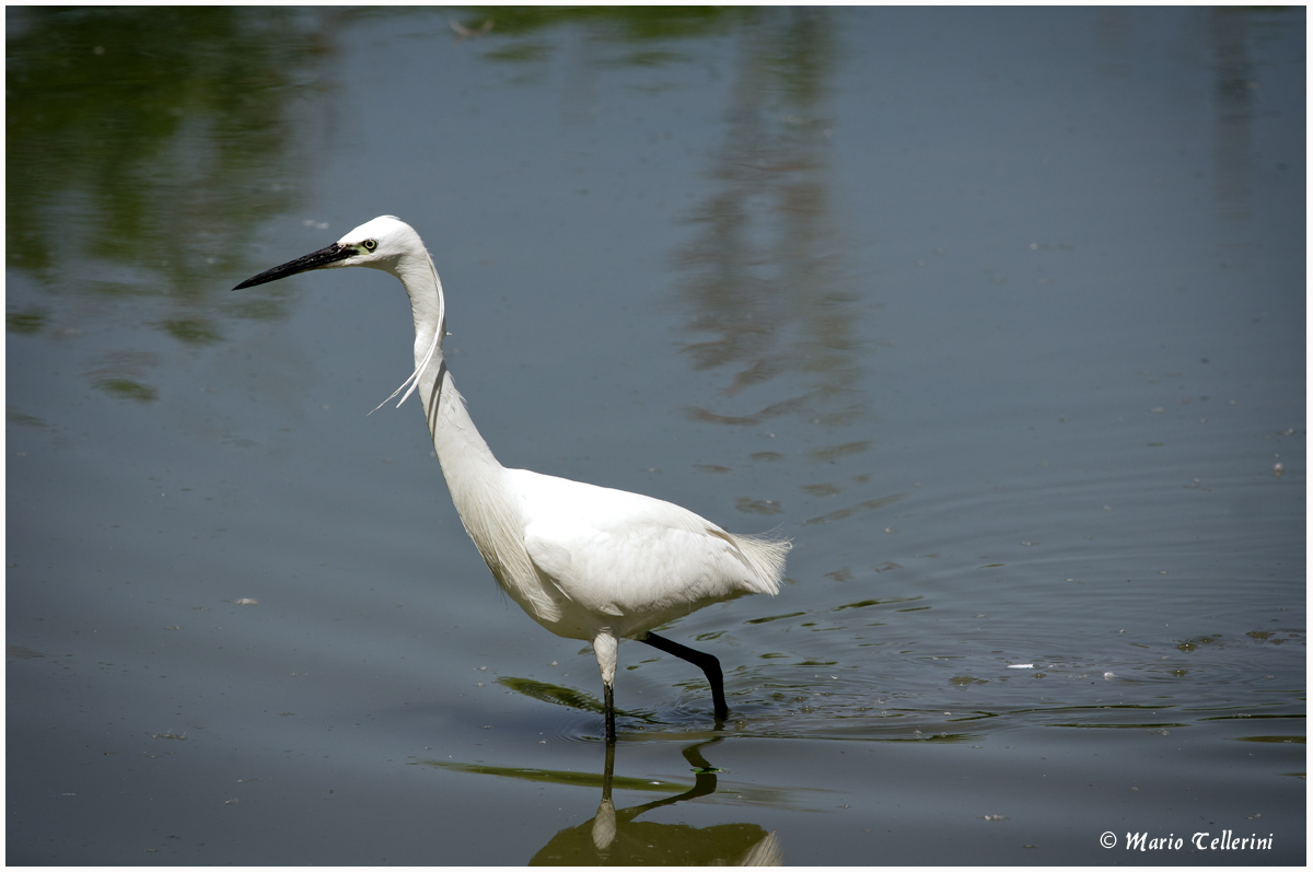 Egret