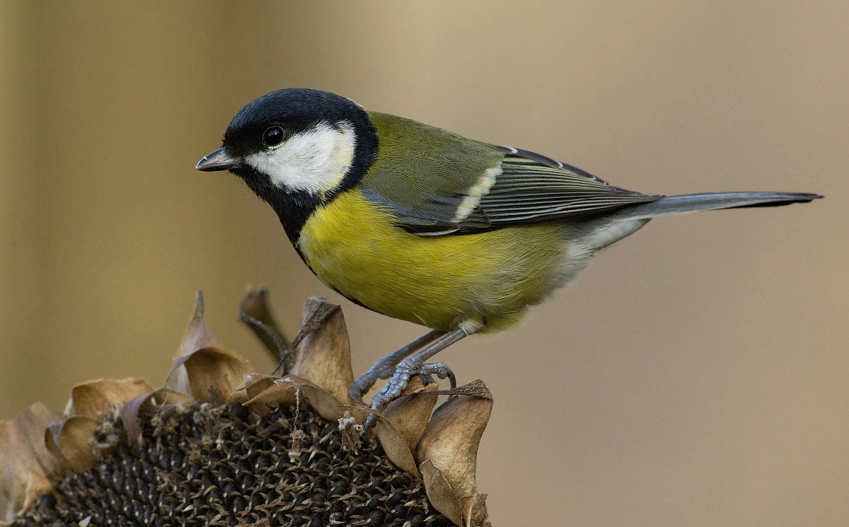 but still great tit stewed you say