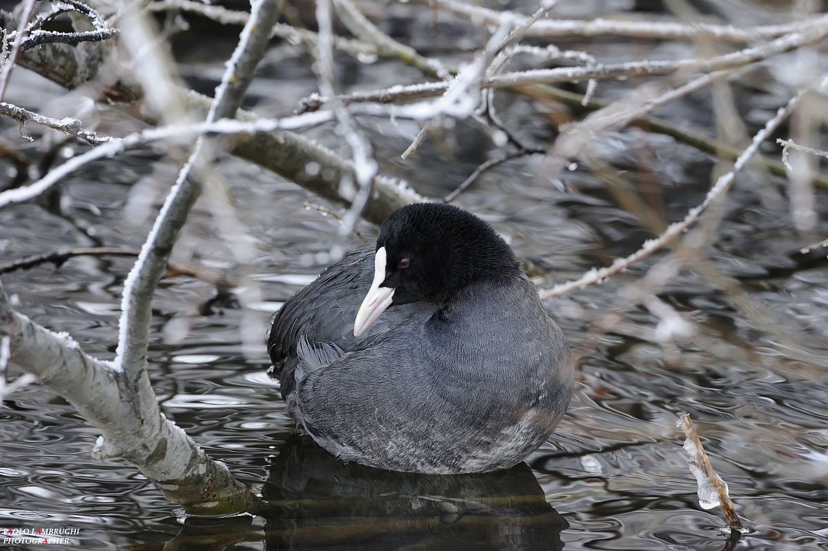 Brrr .... Coot that cold!