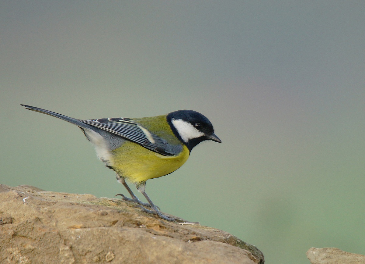 Great Tit