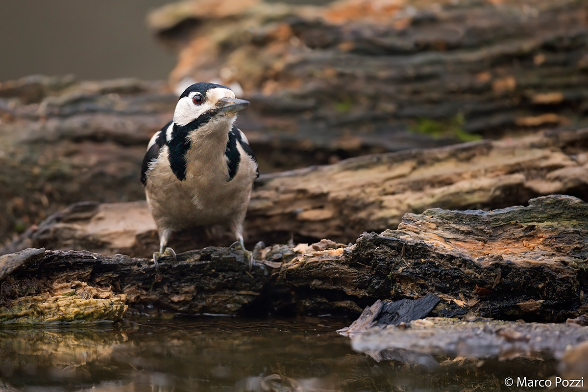 The woodpecker is thirsty